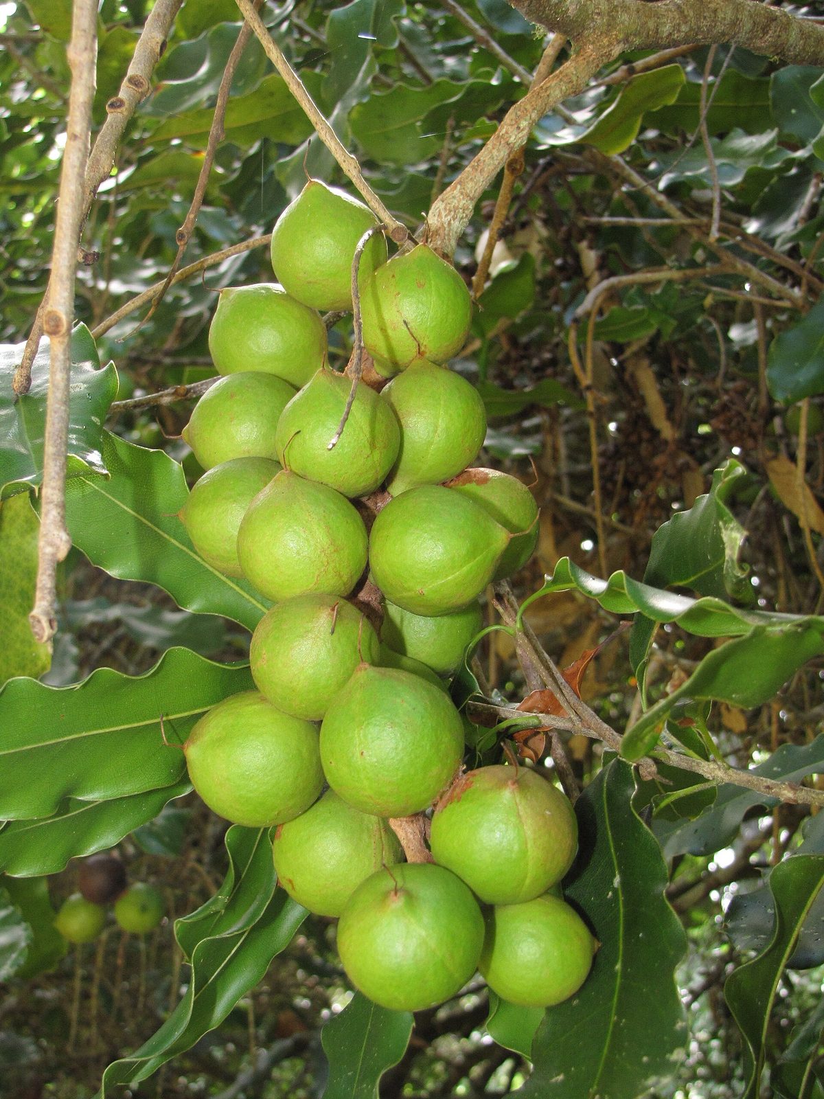 Nuez De Macadamia, planta de Pomelero
