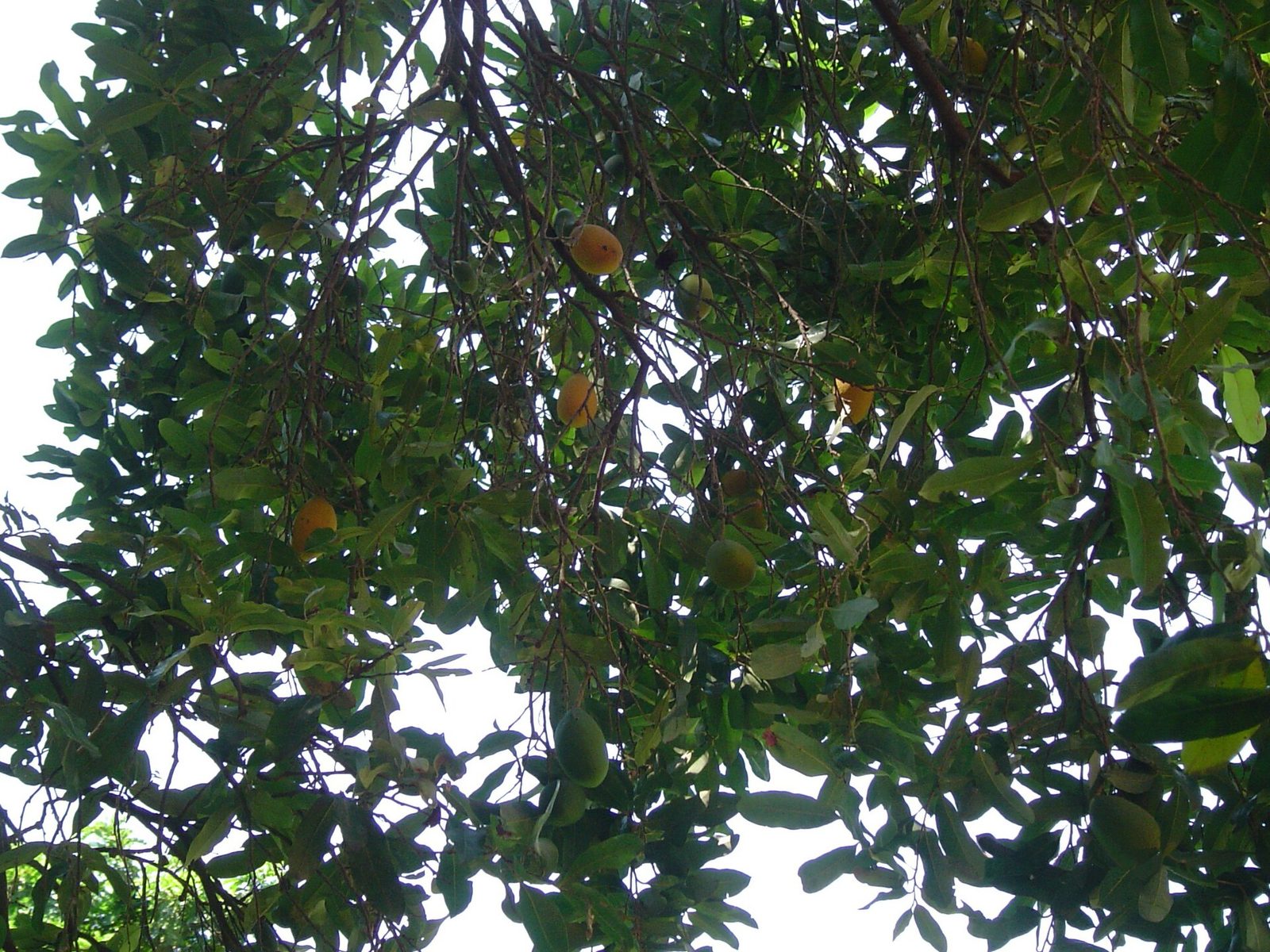 Oiti, planta de Pomelero