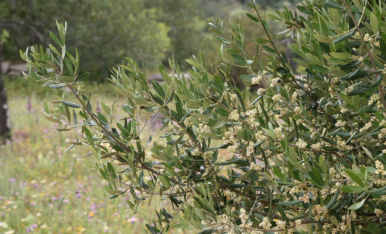 Olivo, planta de Pomelero