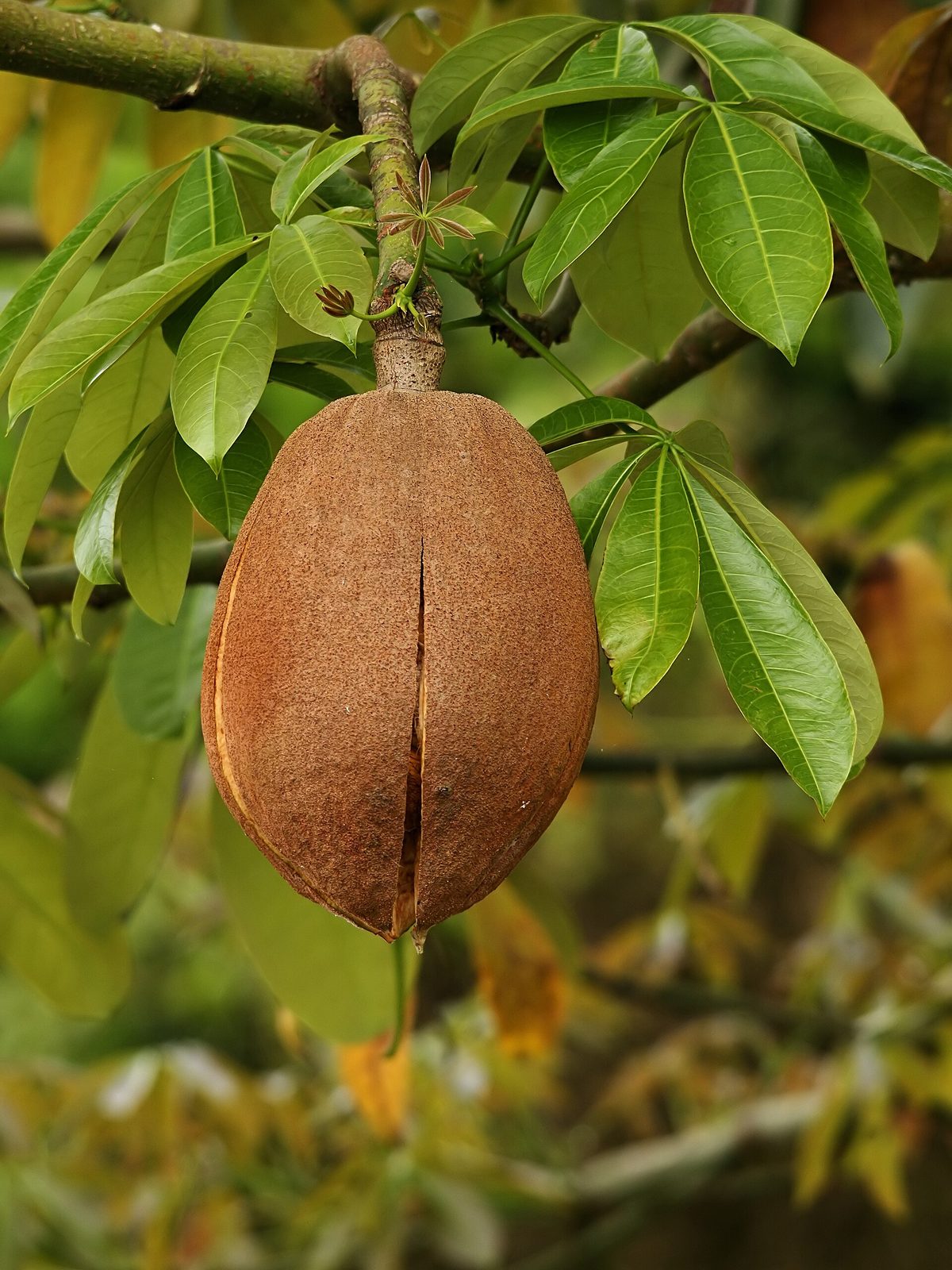 Pachira Aquatica, planta de Pomelero