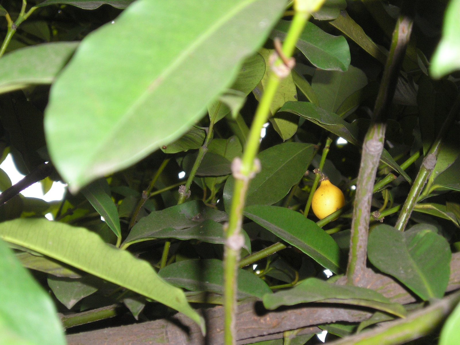 Pakuri, planta de Pomelero