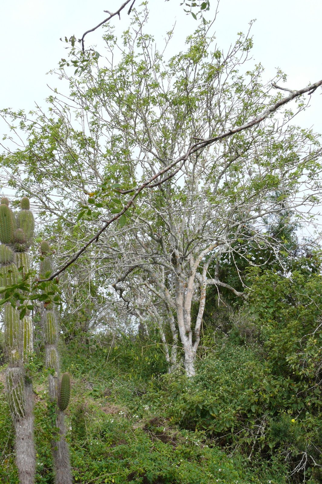 Palo Santo, planta de Pomelero