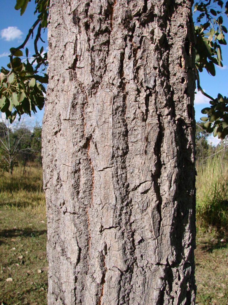 Para Todo, planta de Pomelero
