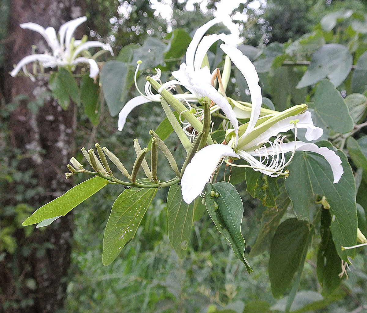 Pata De Buey, planta de Pomelero