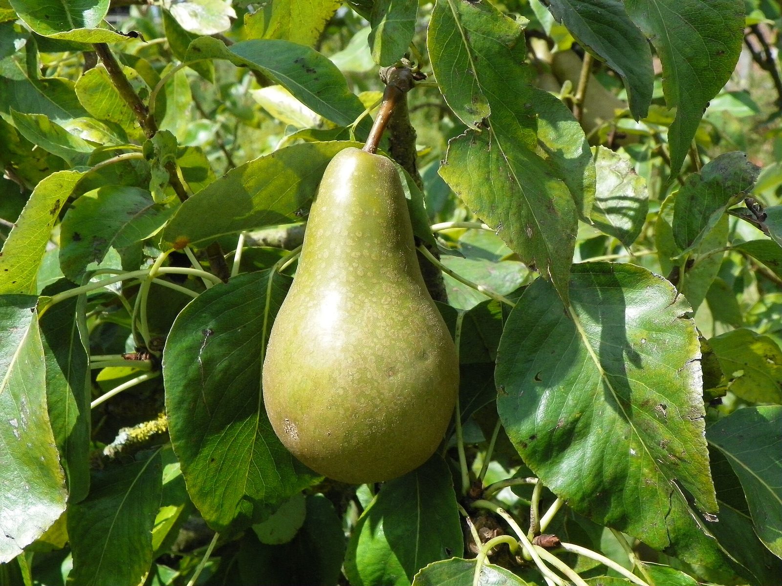 Pera De Agua, planta de Pomelero