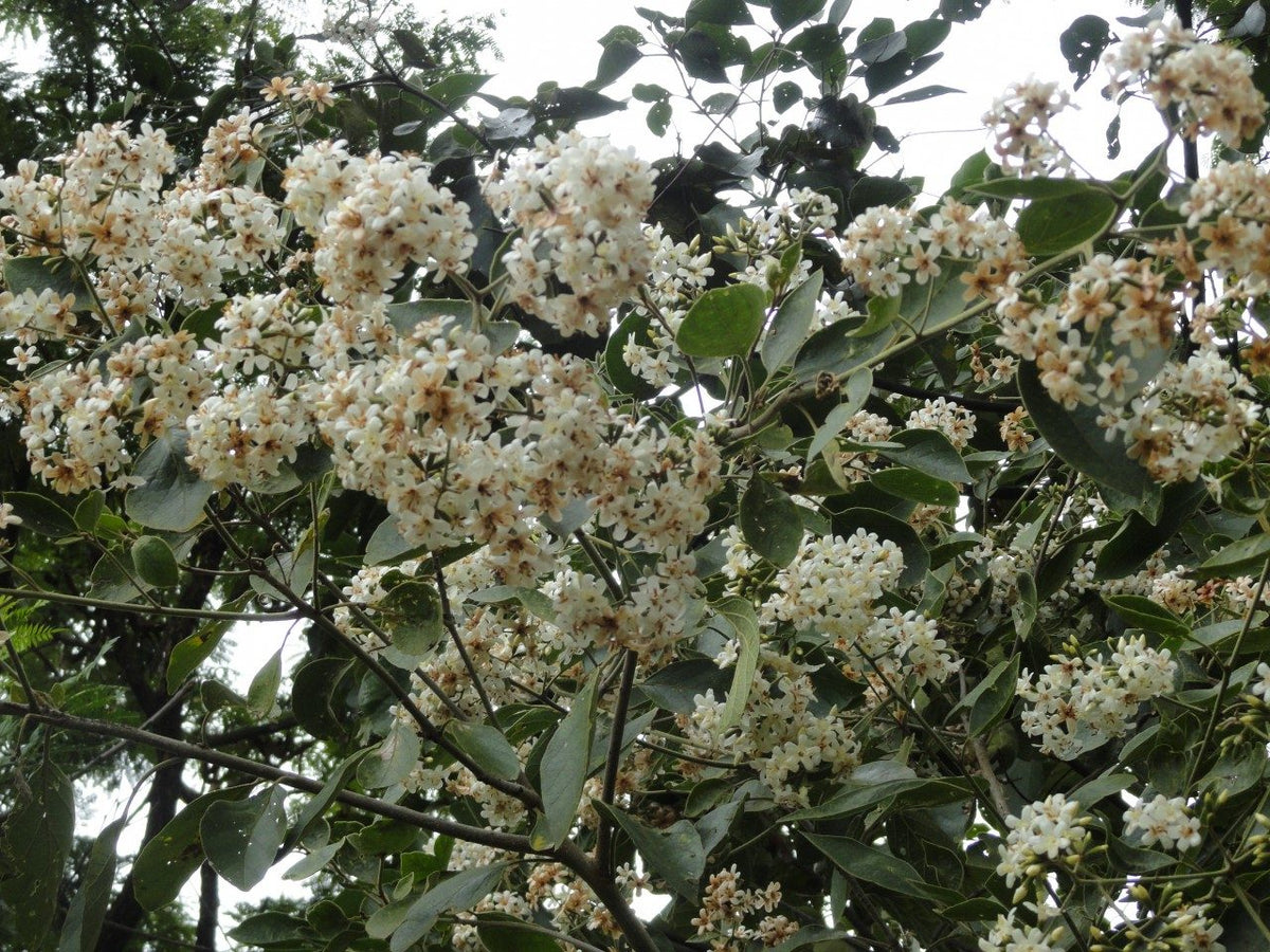 Peterevy, planta de Pomelero