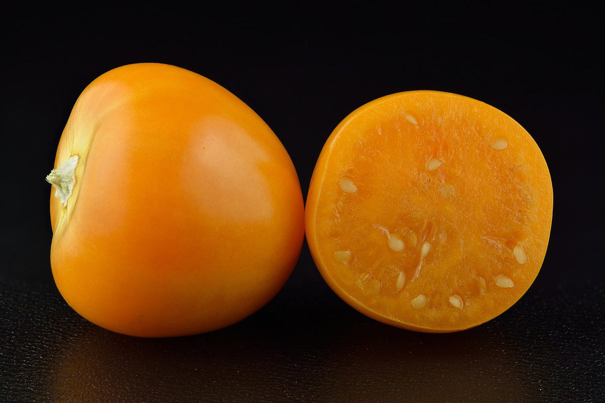 Physalis, planta de Pomelero
