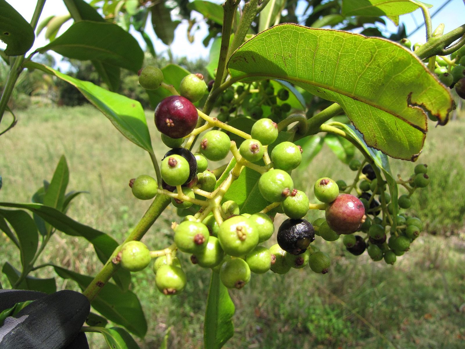 Pimiento De Jamaica, planta de Pomelero