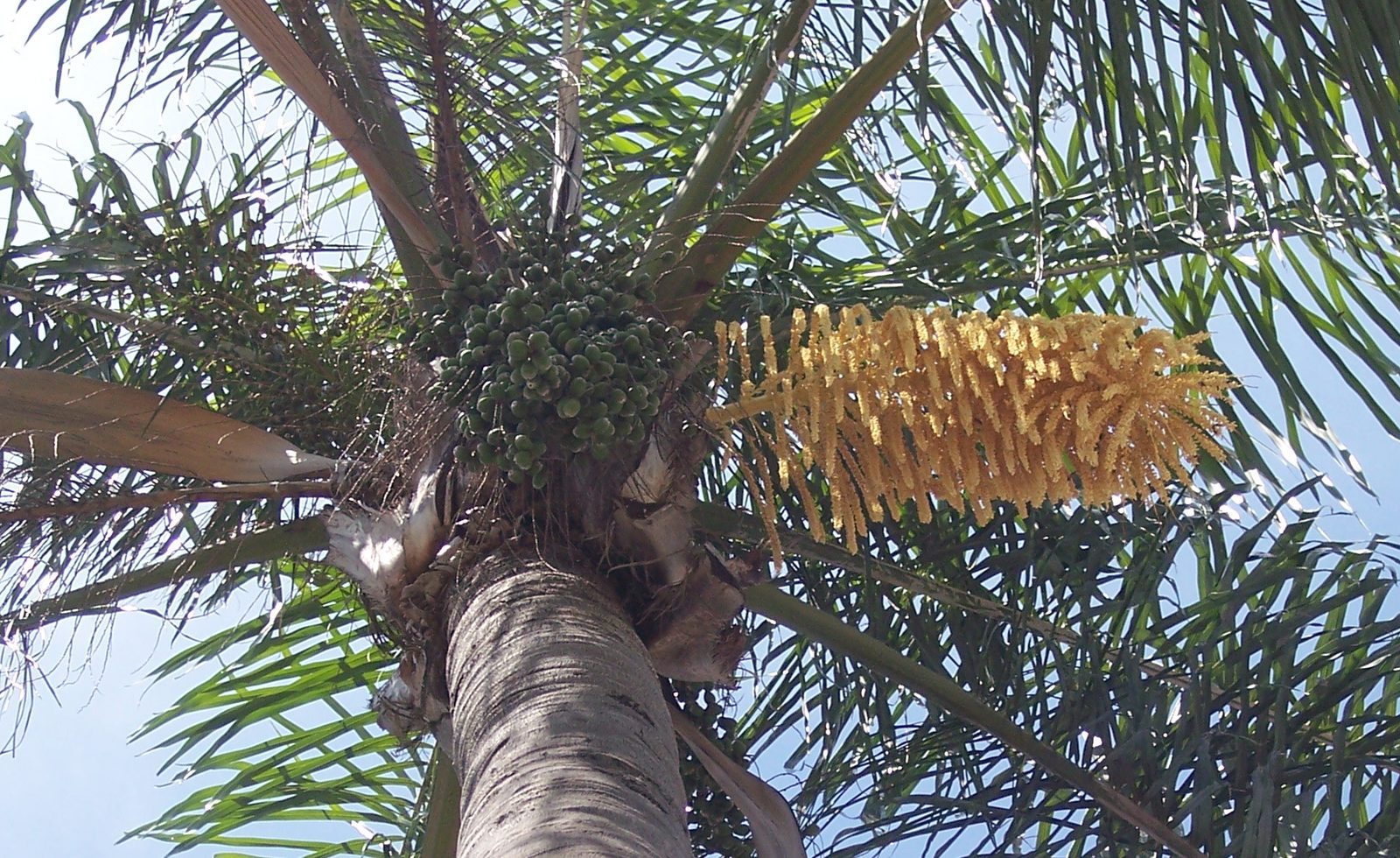 Pindo, planta de Pomelero