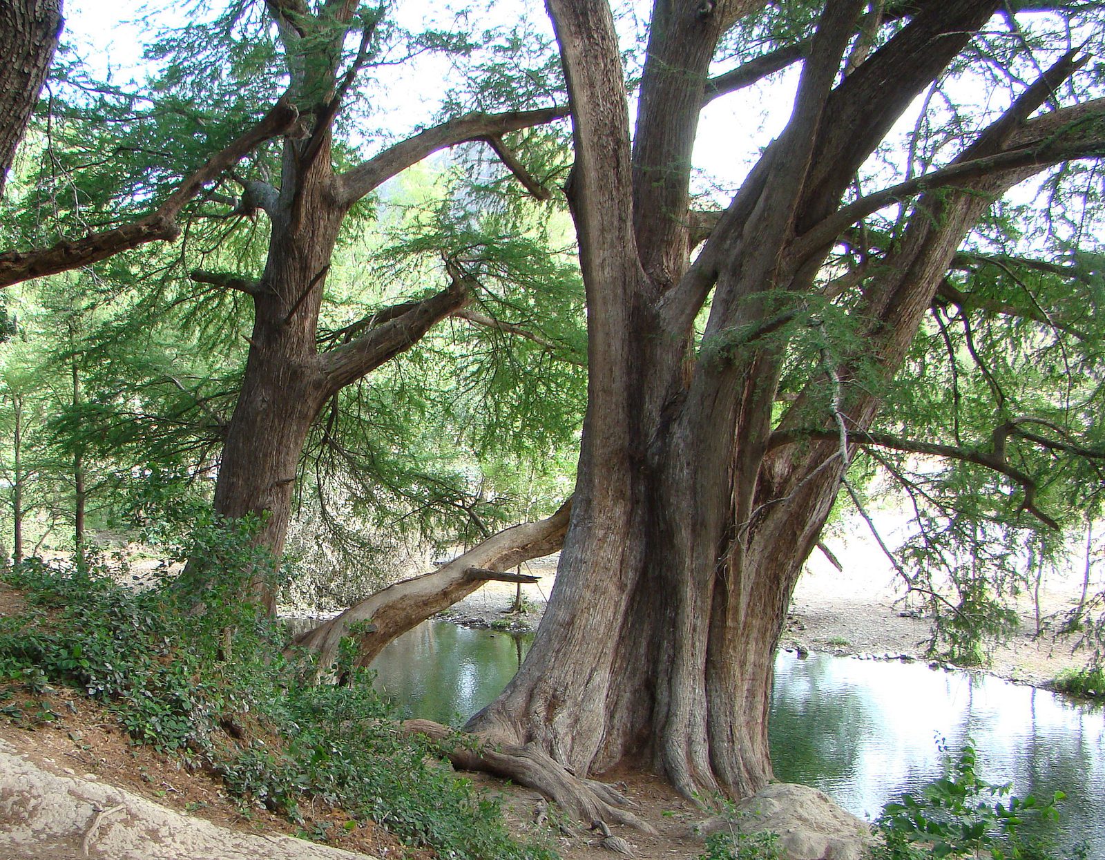 Pino Calvo, planta de Pomelero