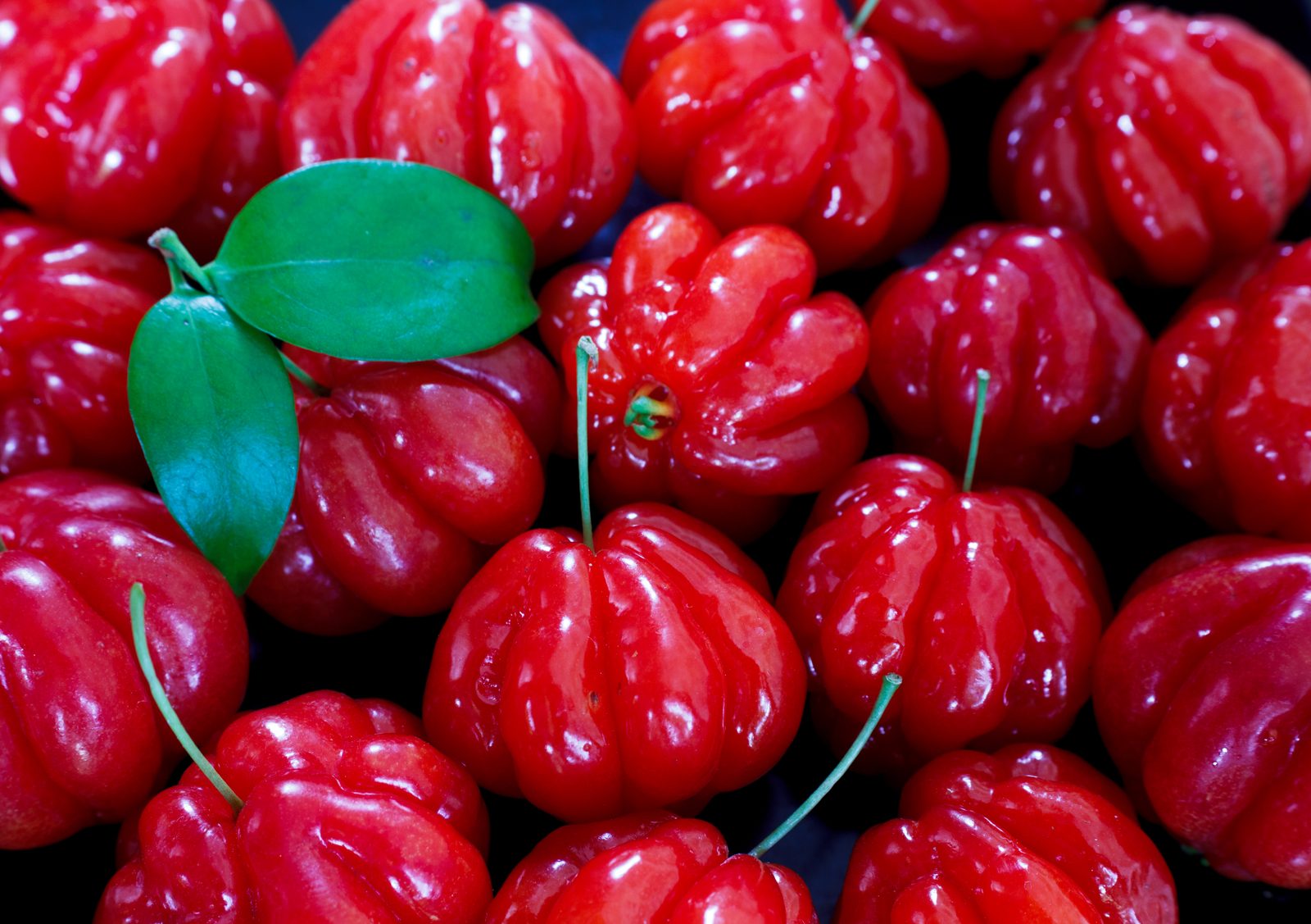 Pitanga Ñangapiry, planta de Pomelero