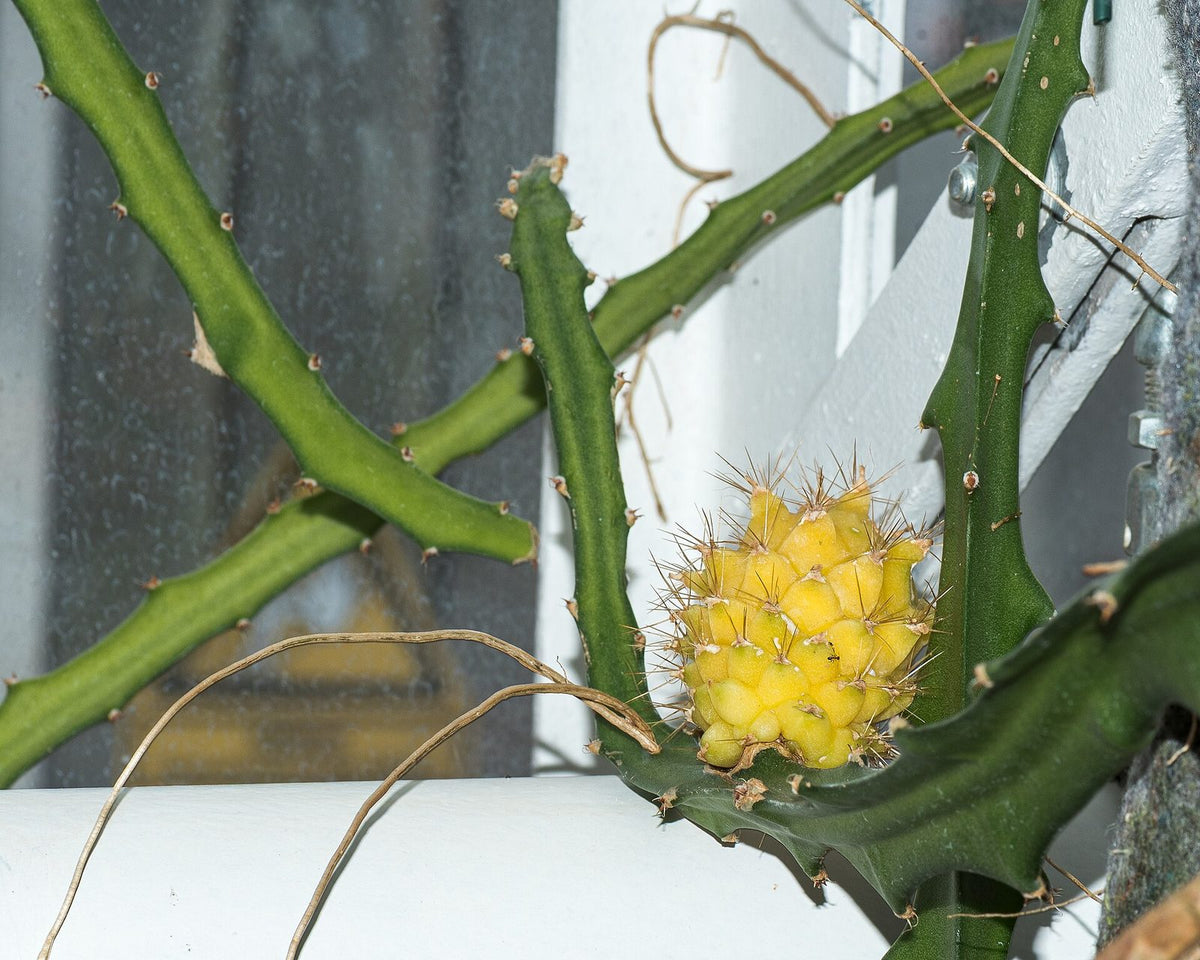 Pitaya Cascara Amarilla, planta de Pomelero