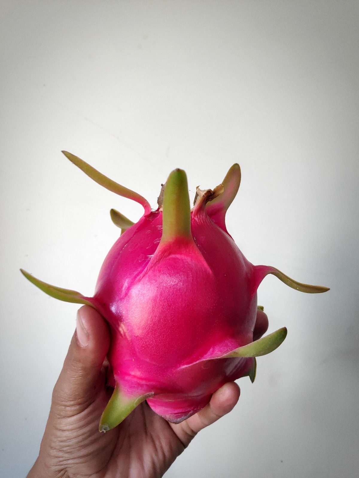 Pitaya Pulpa Blanca, planta de Pomelero