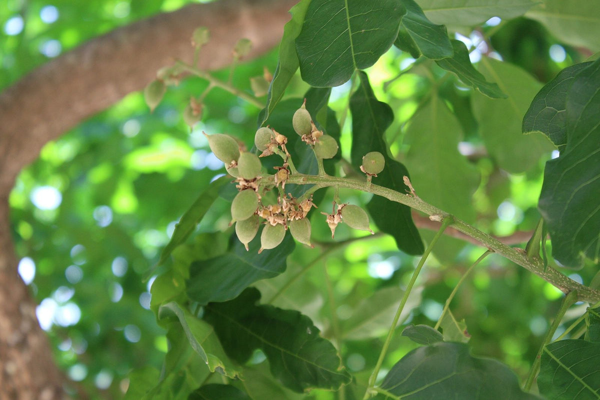 Pitomba, planta de Pomelero