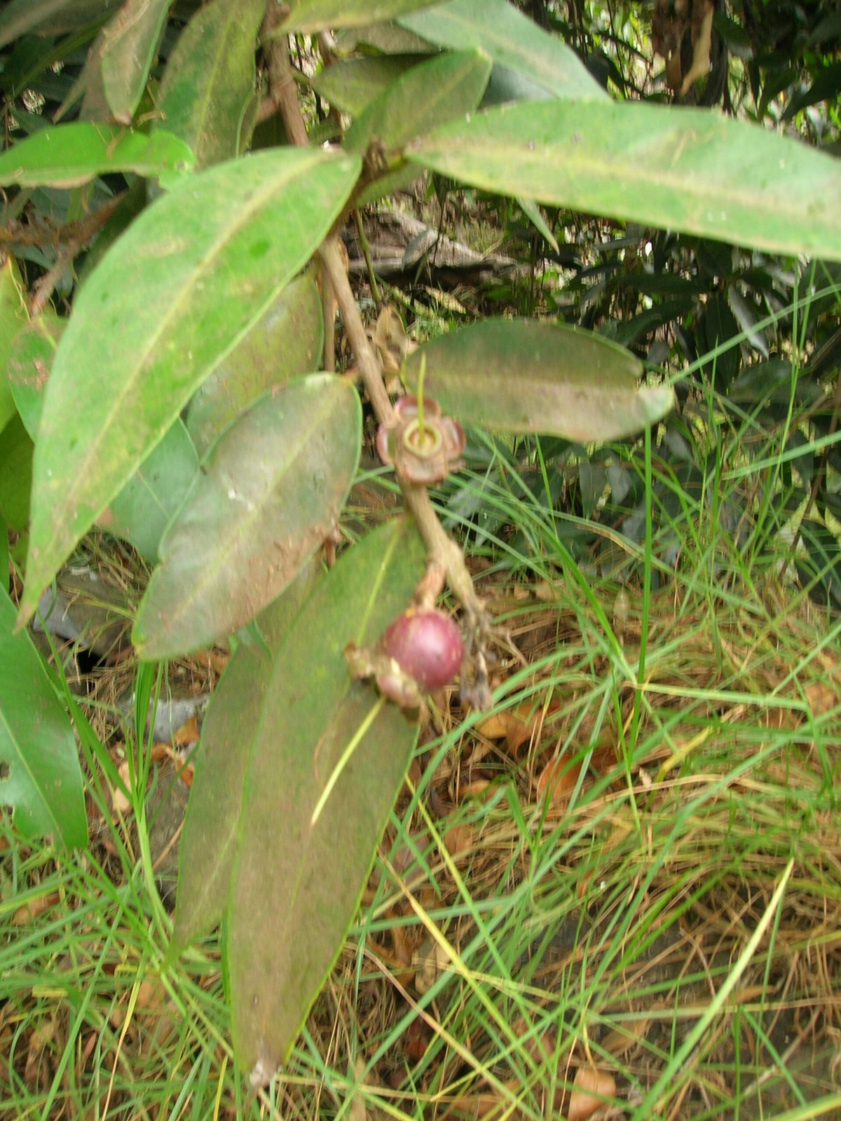 Pomarrosa, planta de Pomelero