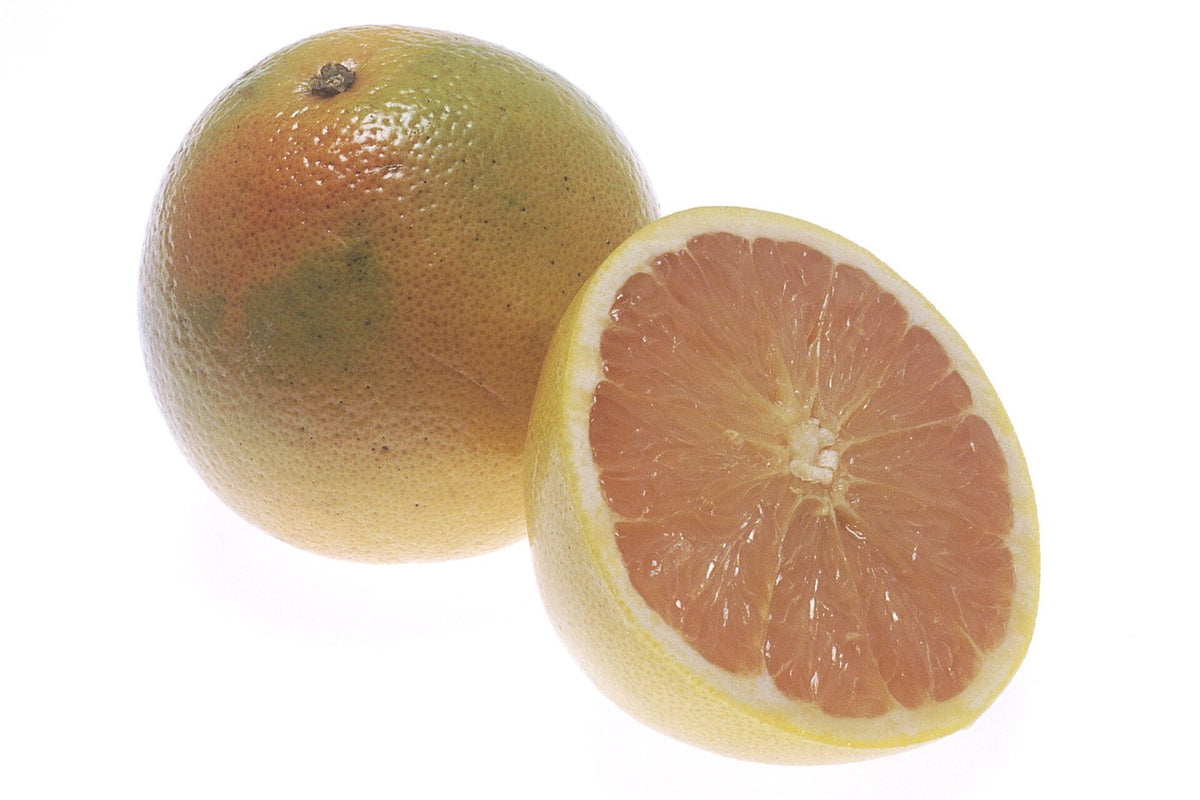 Pomelo Blanco, planta de Pomelero