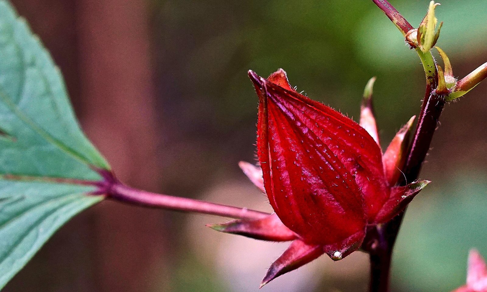 Rosella, planta de Pomelero