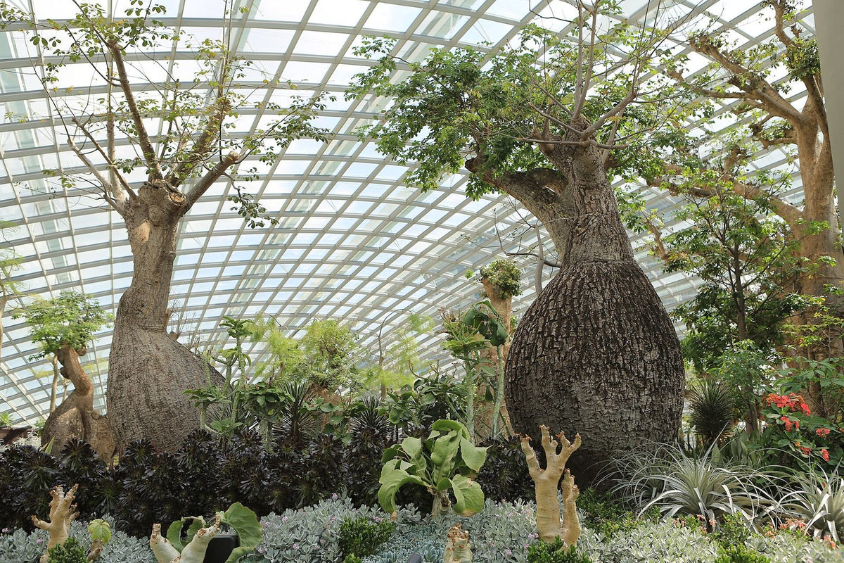 Samu'u, planta de Pomelero