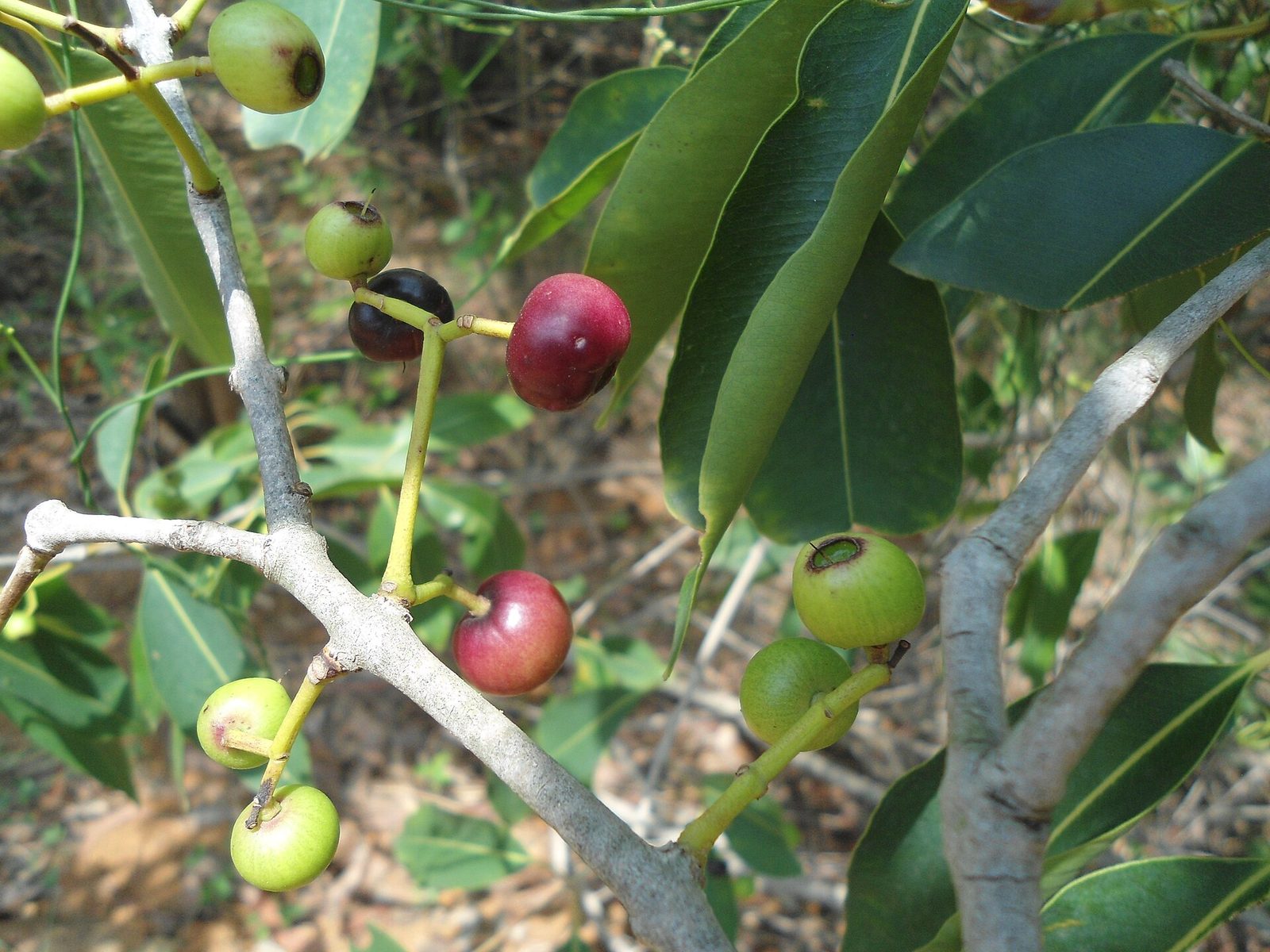Taruma, planta de Pomelero