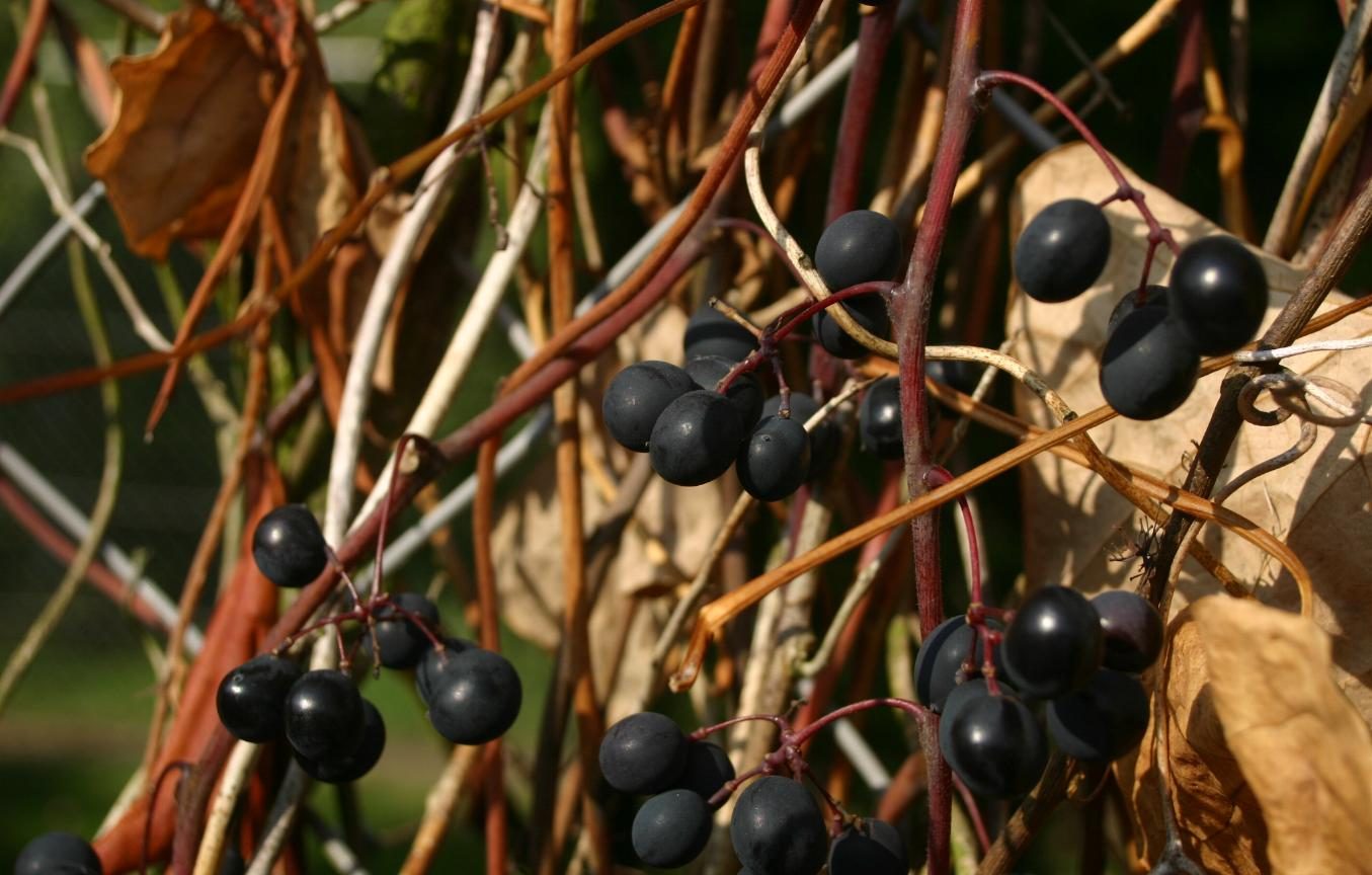 Uva Bordó, planta de Pomelero