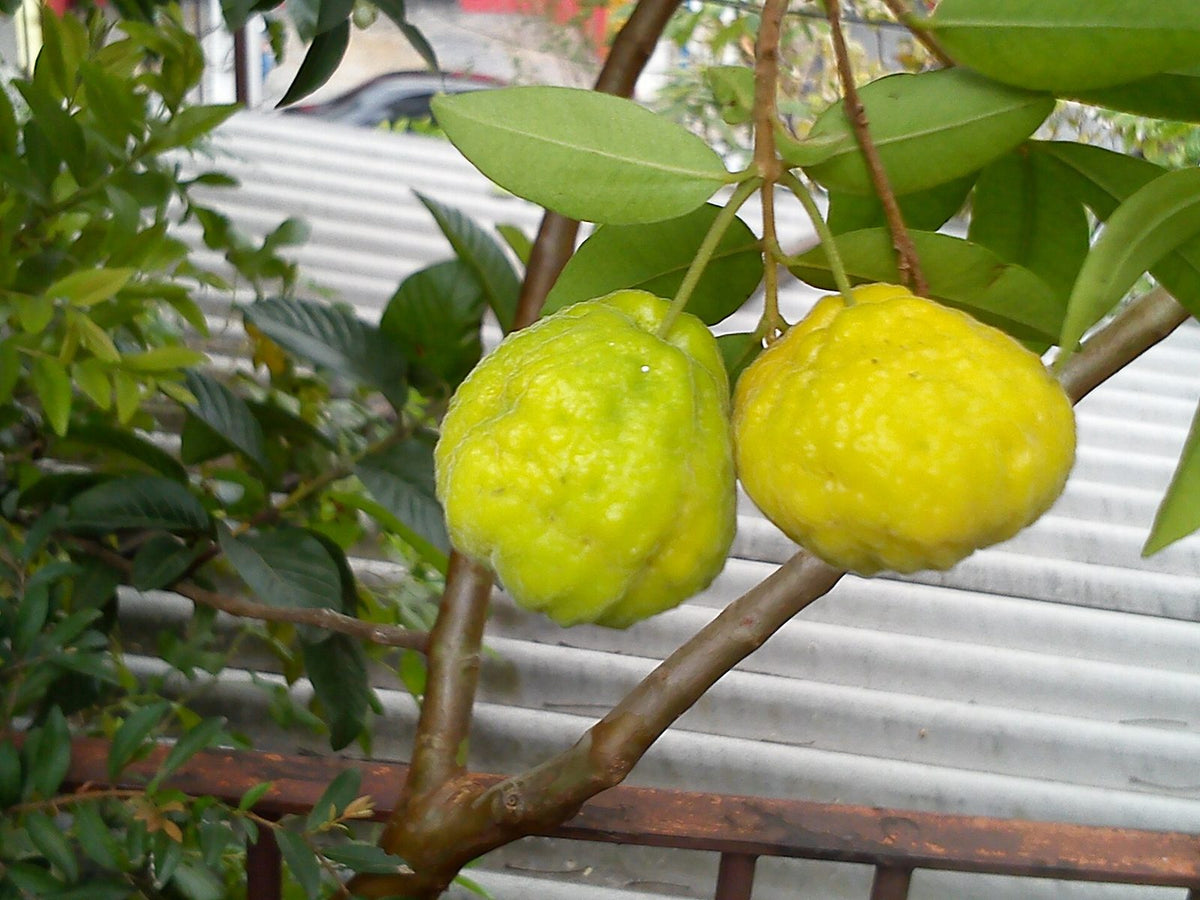 Uvaia, planta de Pomelero