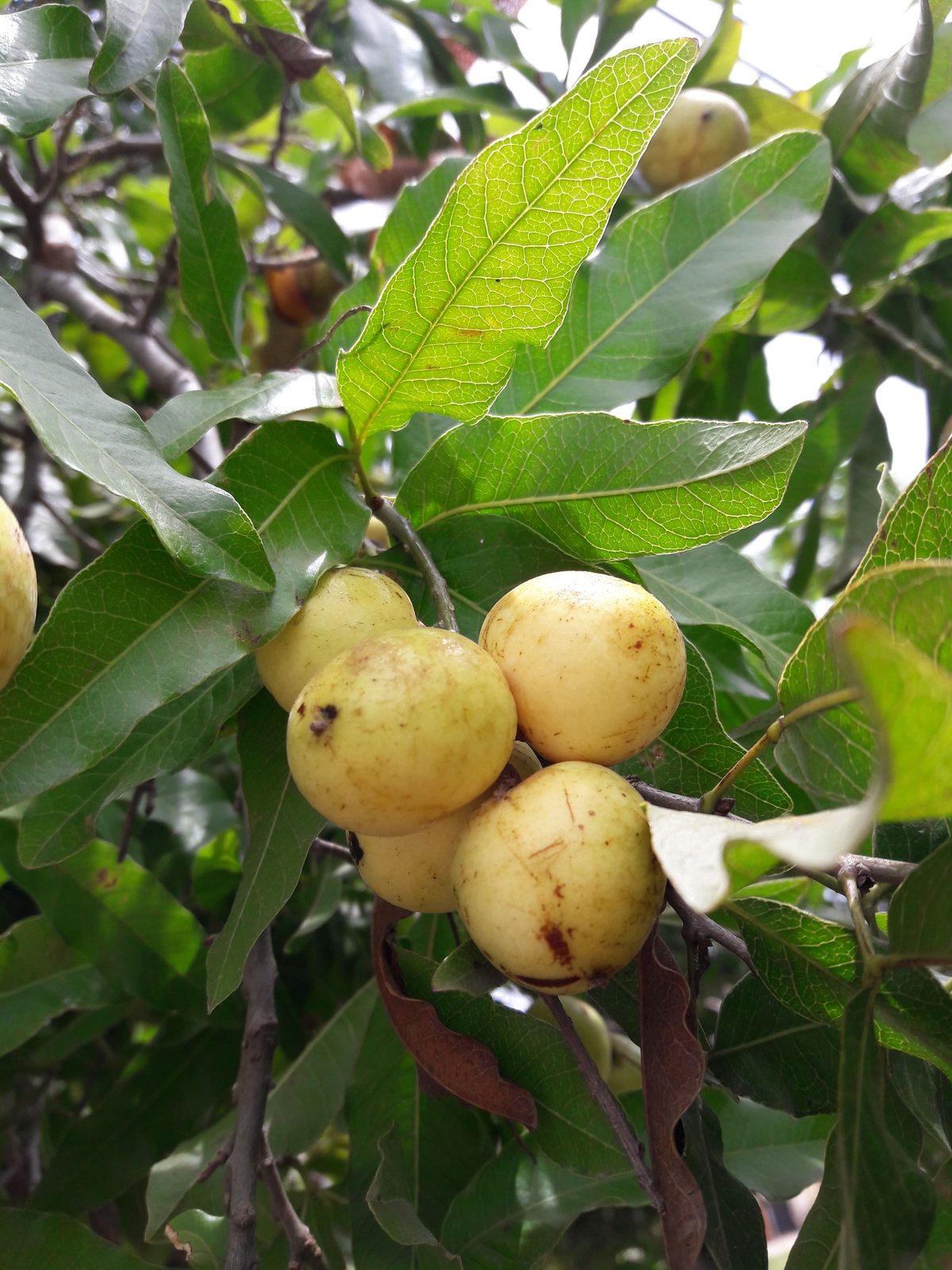 Yvapovõ, planta de Pomelero