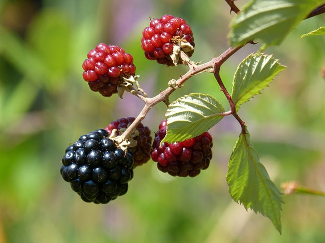 Thornless blackberry plant (MORUS NIGRA) 