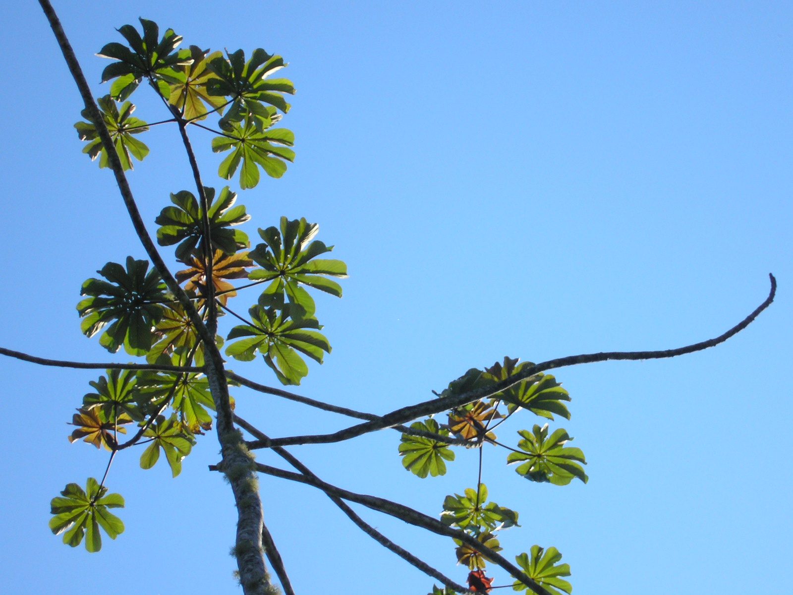 AMBAY, fotografía real de referencia