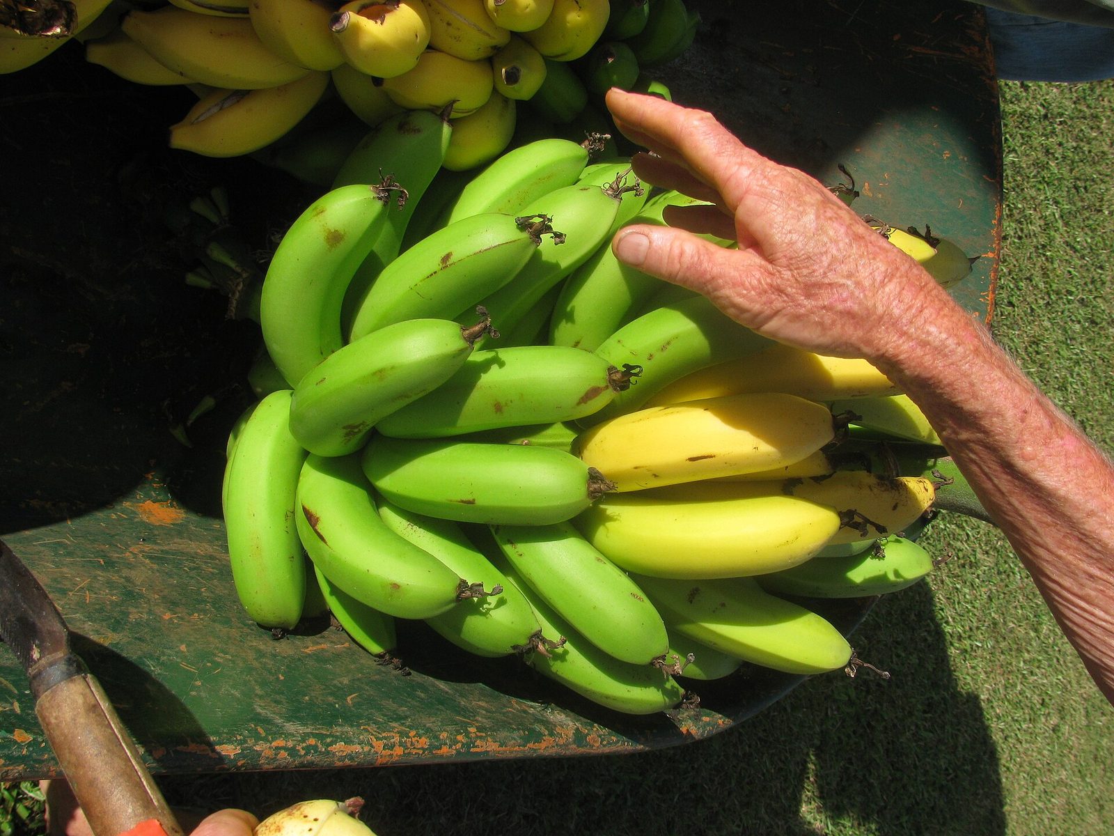 BANANA DE ORO, fotografía real de referencia