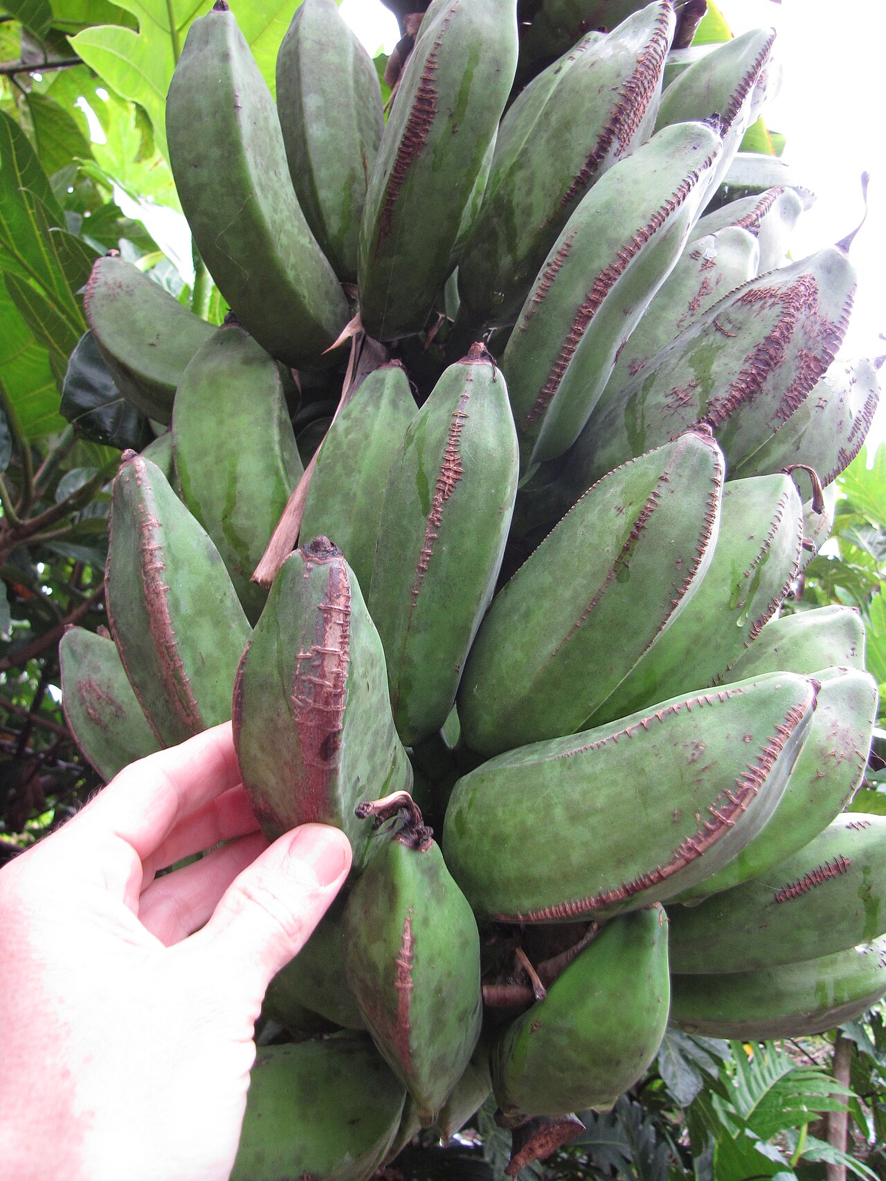 BANANA KARAPE, fotografía real de referencia