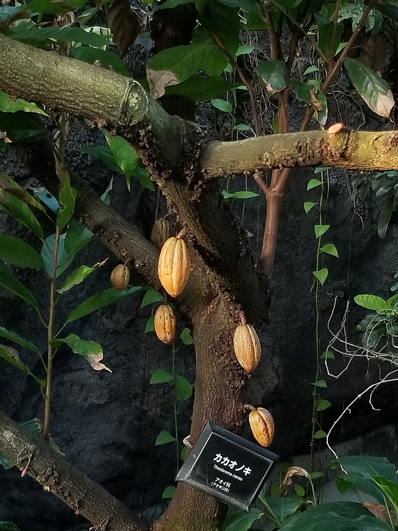 CACAO, fotografía real de referencia