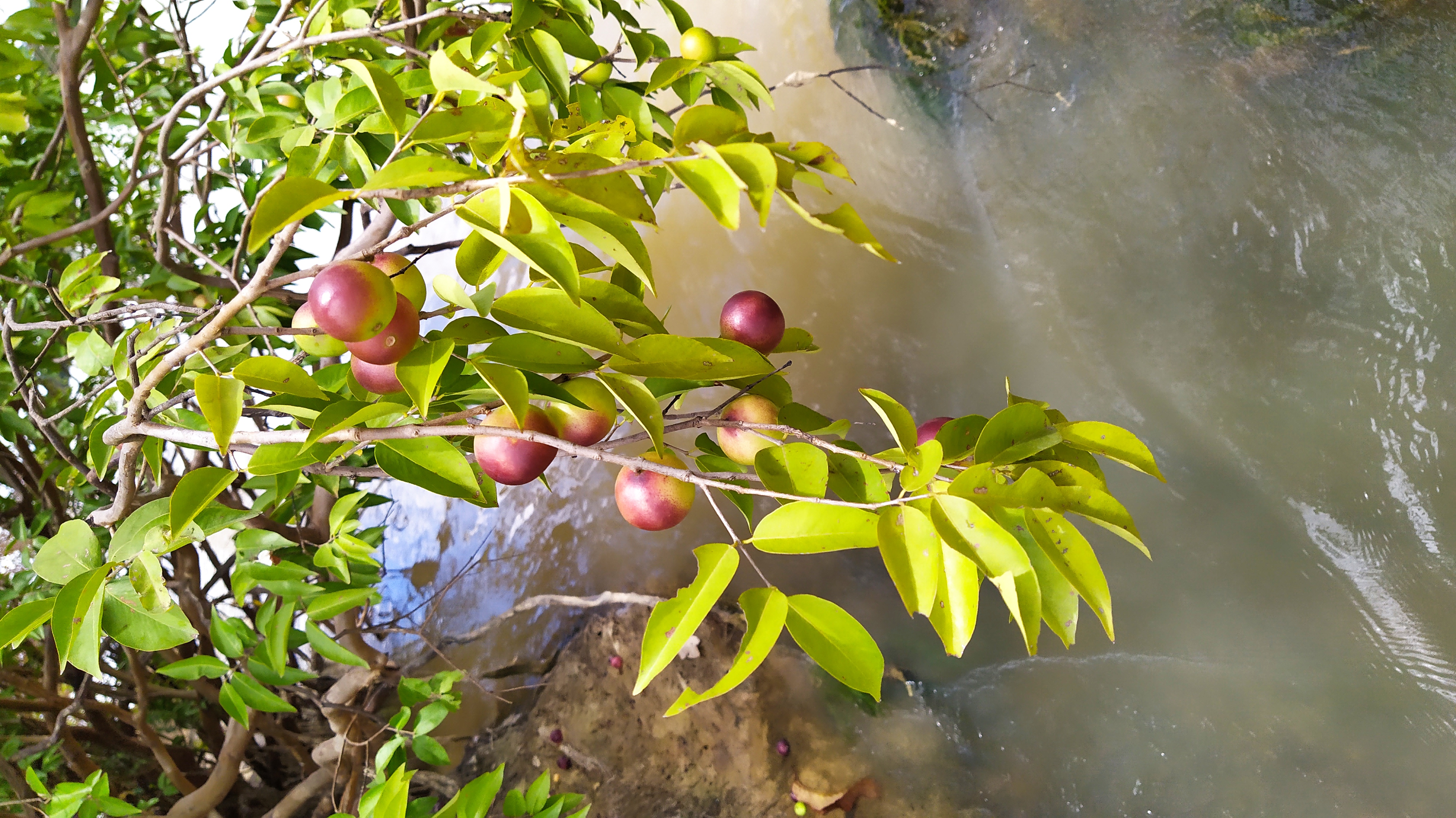 CAMU CAMU, fotografía real de referencia