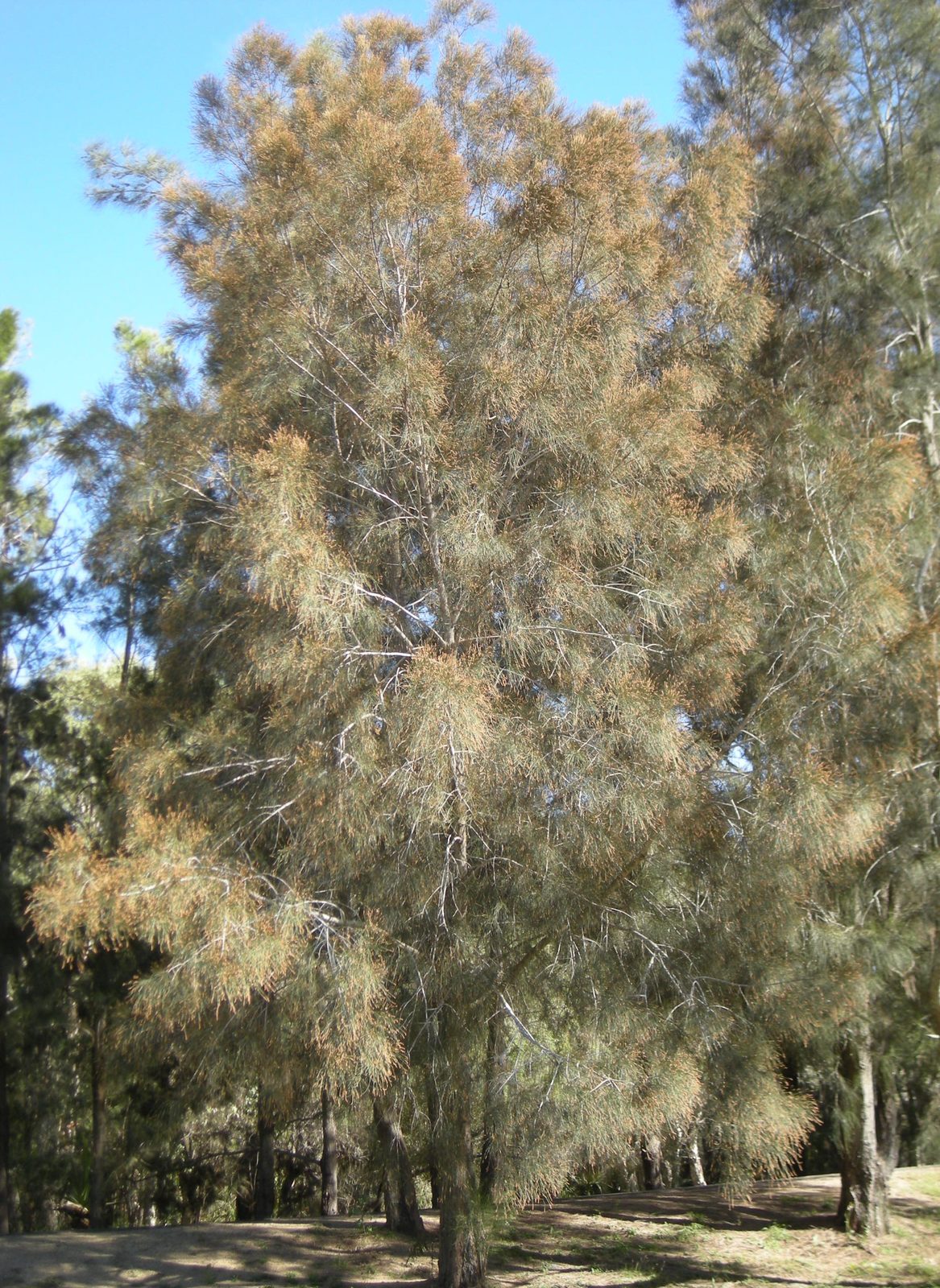 CASUARINA, fotografía real de referencia