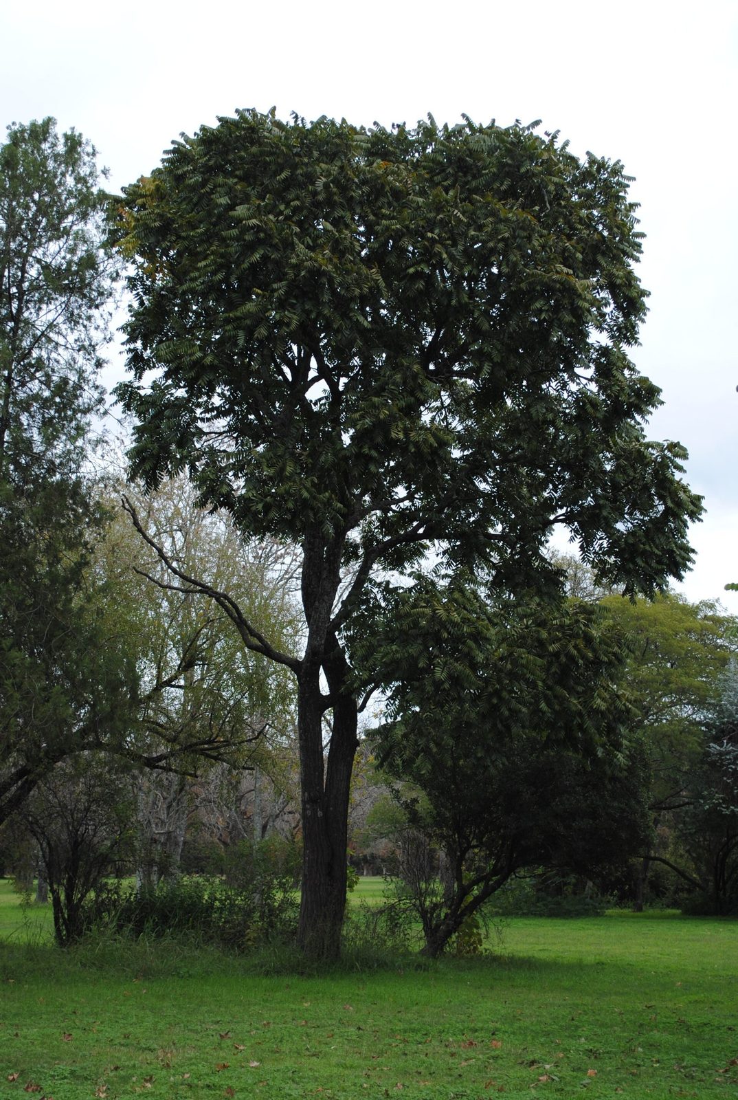 CEDRO, fotografía real de referencia