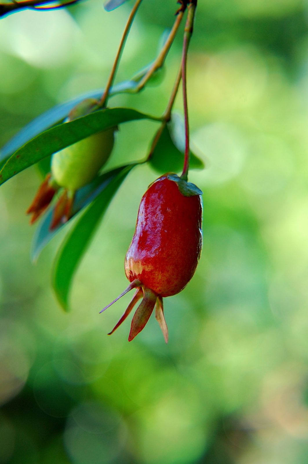 CEREZA DE RIO GRANDE, fotografía real de referencia
