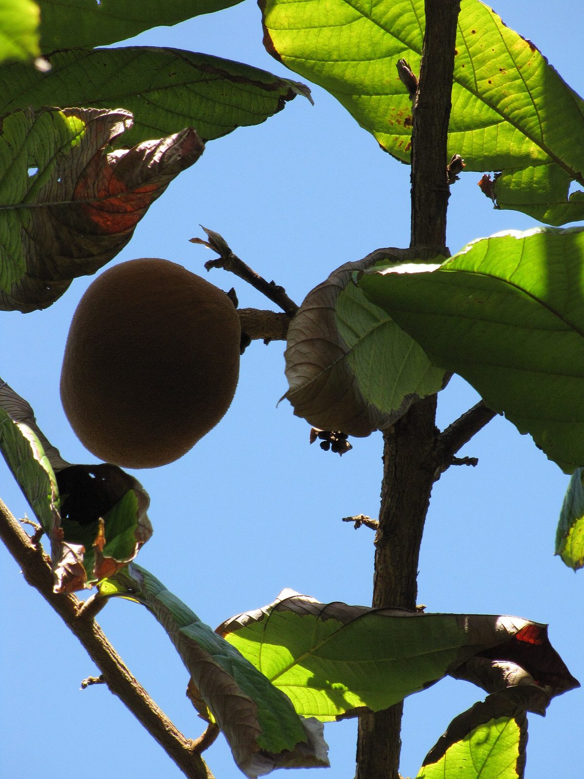 COPOAZÚ, fotografía real de referencia