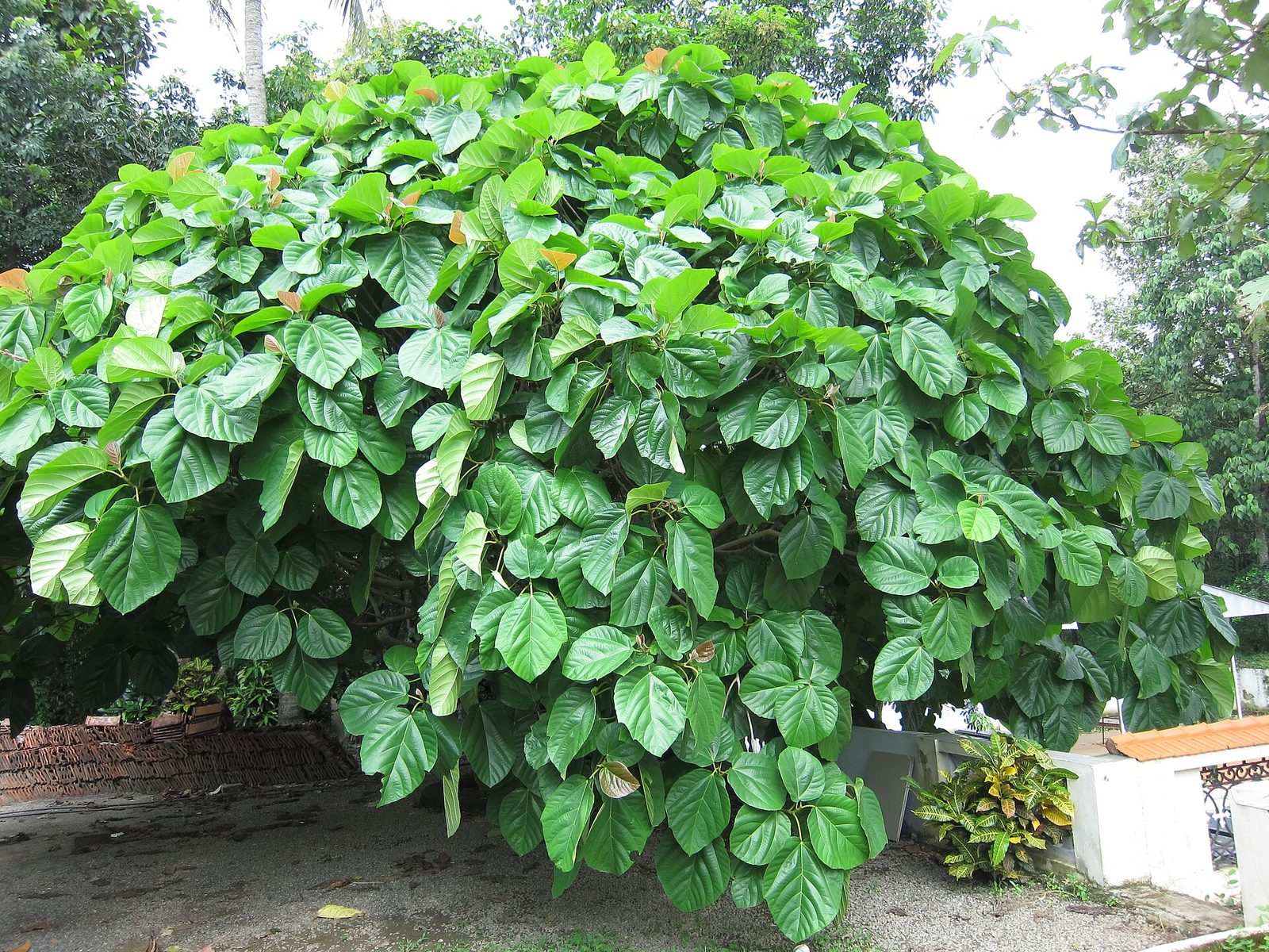 FICUS AURICALATA, fotografía real de referencia