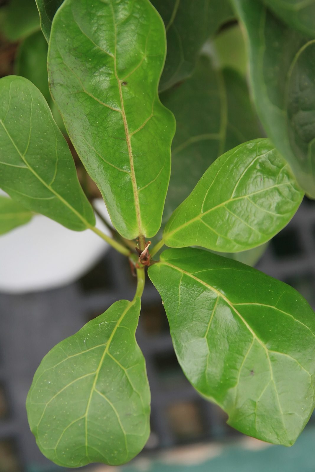 FICUS LYRATA, fotografía real de referencia