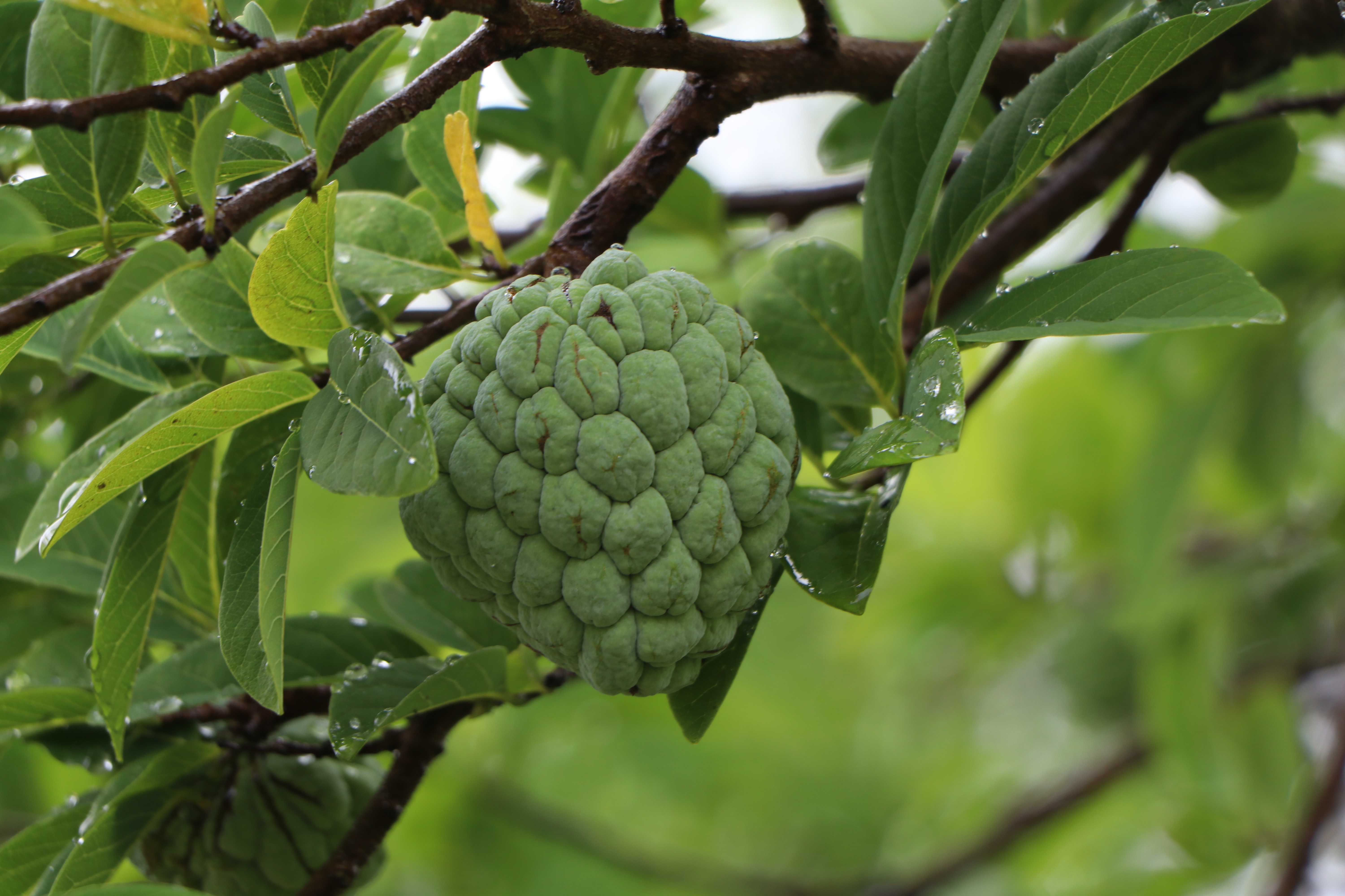 FRUTA DEL CONDE, fotografía real de referencia