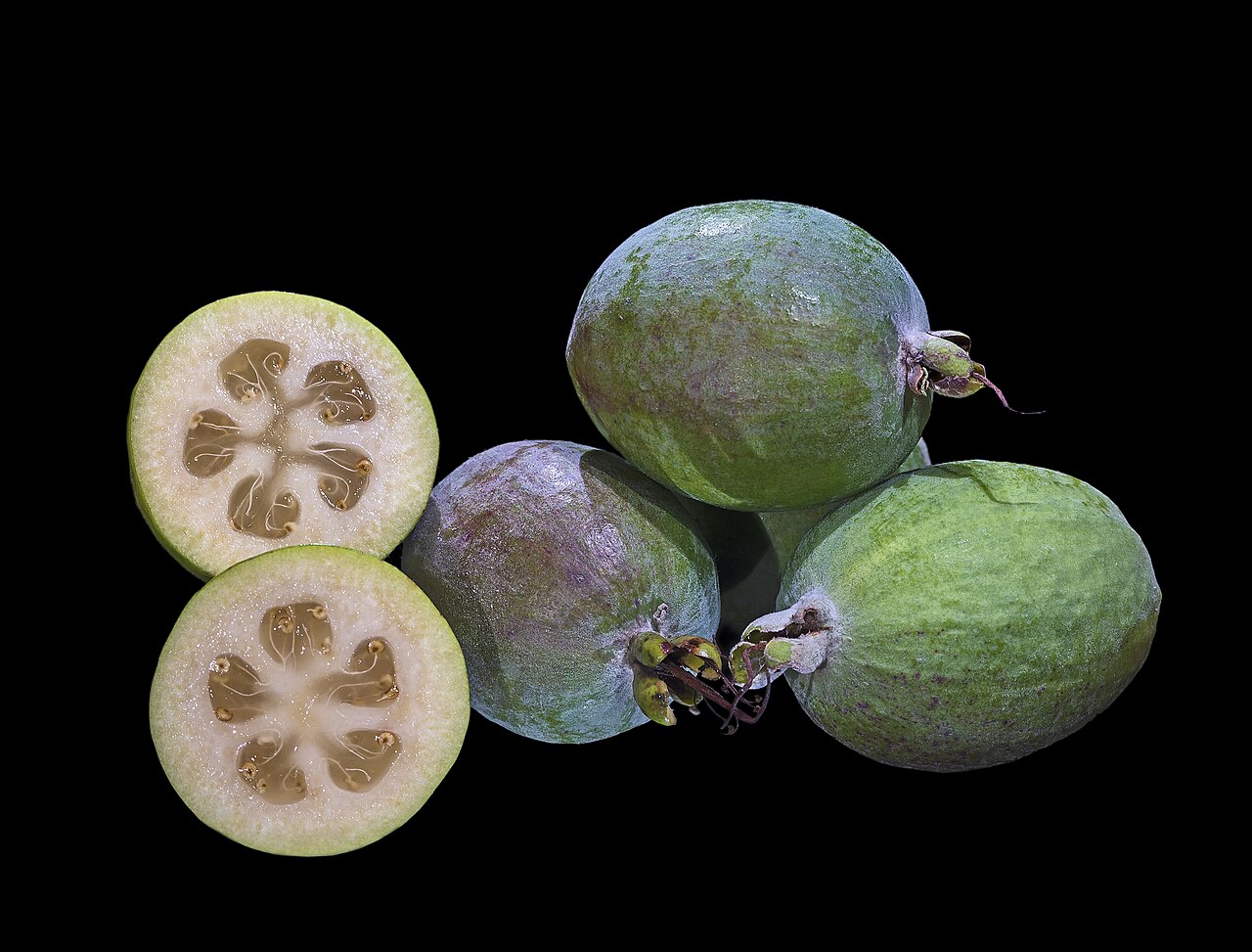 GUAYABA SERRANA, fotografía real de referencia