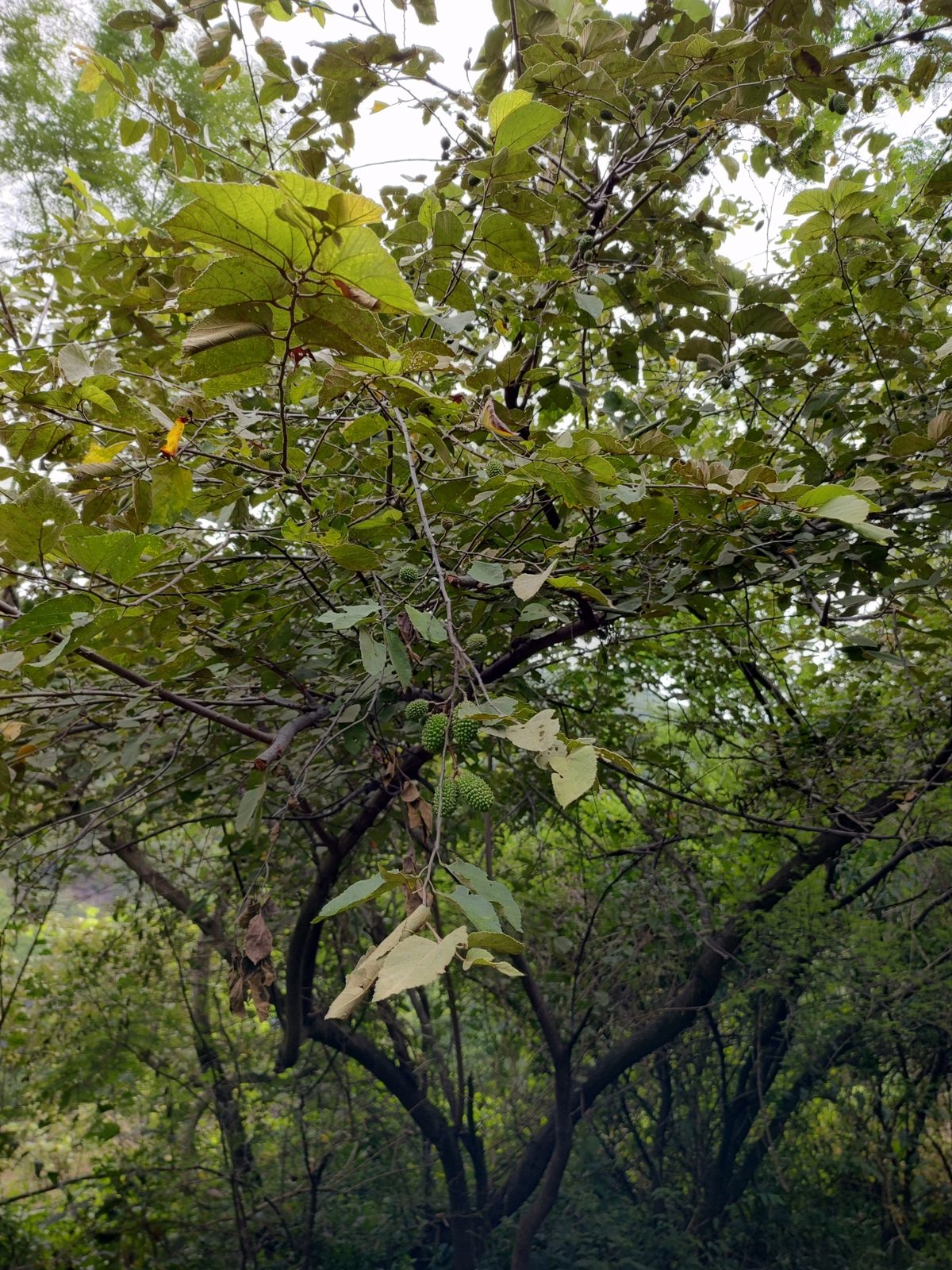 KAMBA AKÃ GUASU, fotografía real de referencia