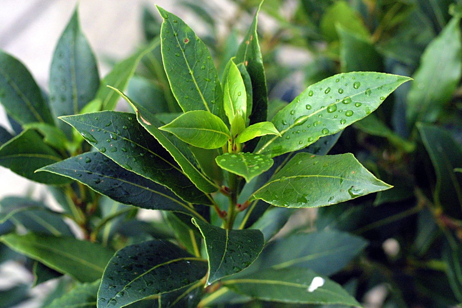 LAUREL, fotografía real de referencia
