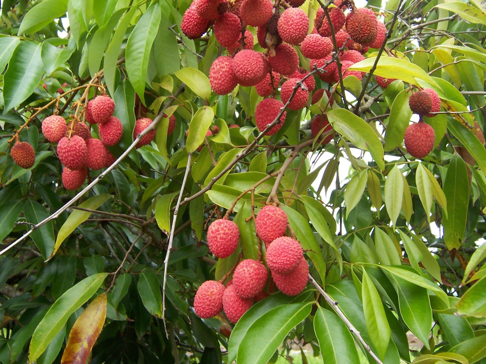 LICHI, fotografía real de referencia