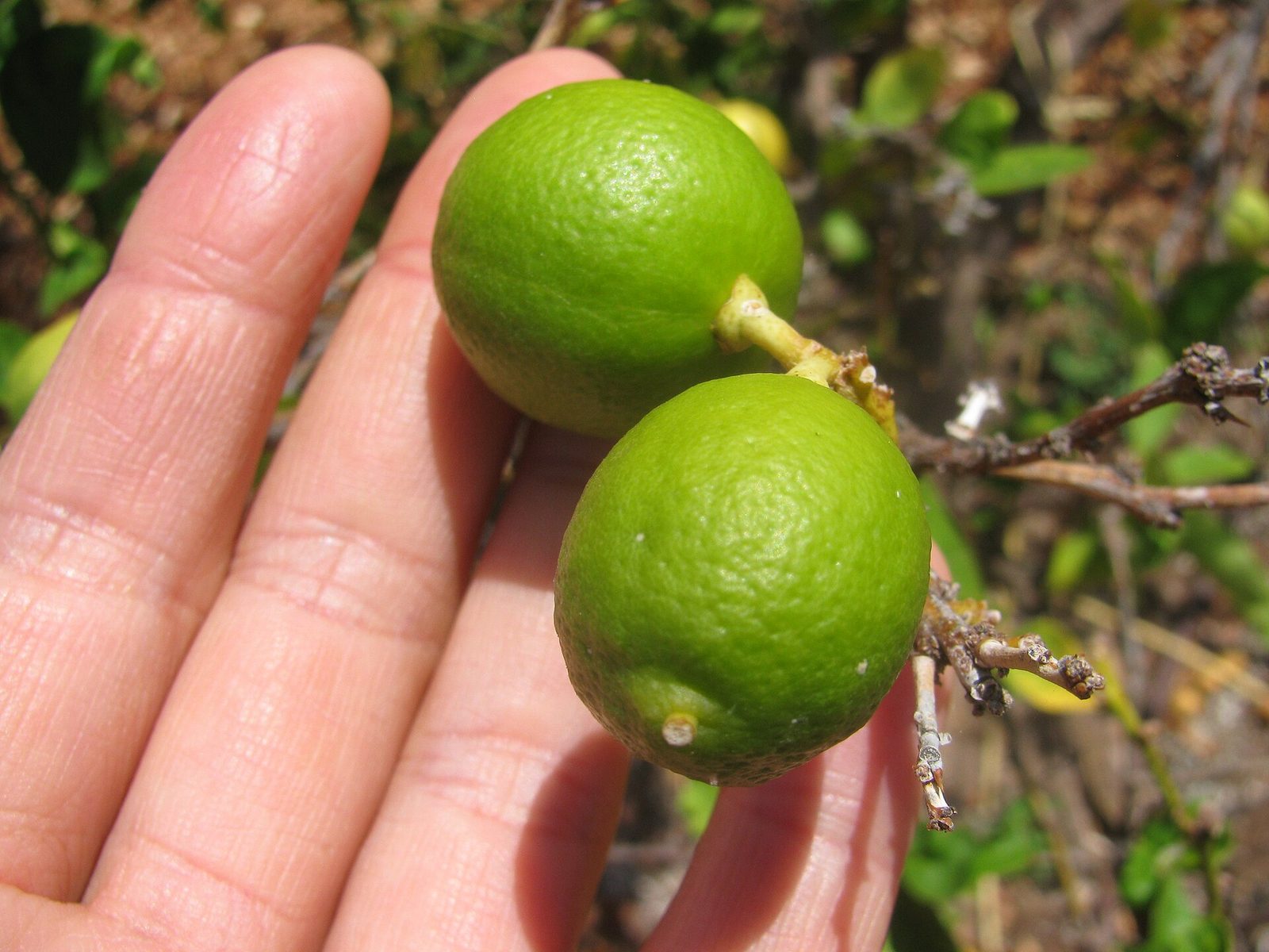 LIMÓN SUTIL, fotografía real de referencia