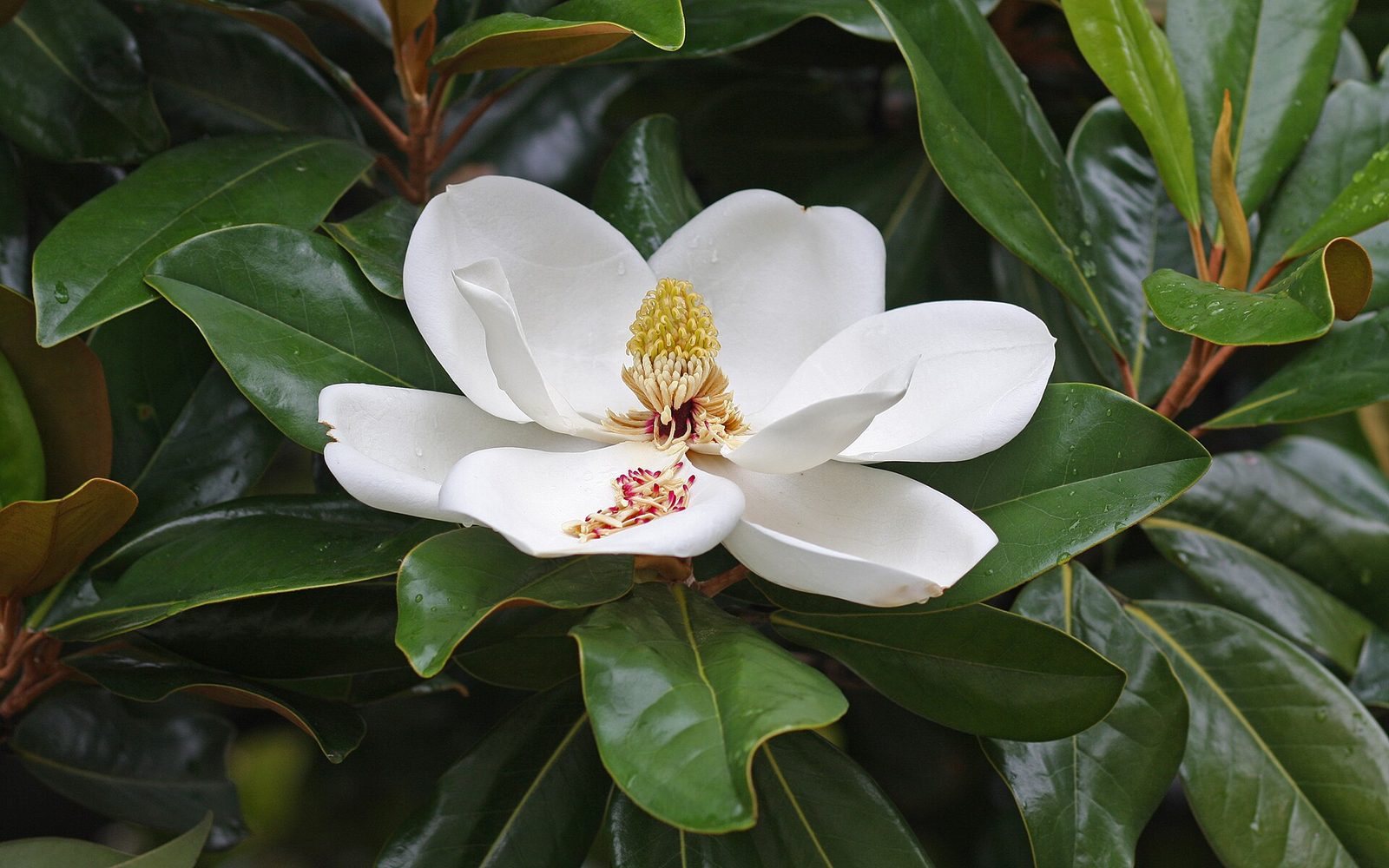 MAGNOLIA GRANDIFLORA, fotografía real de referencia
