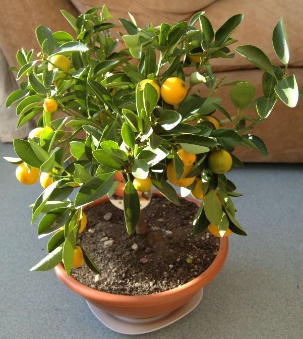 MANDARINA CALAMONDIN, fotografía real de referencia