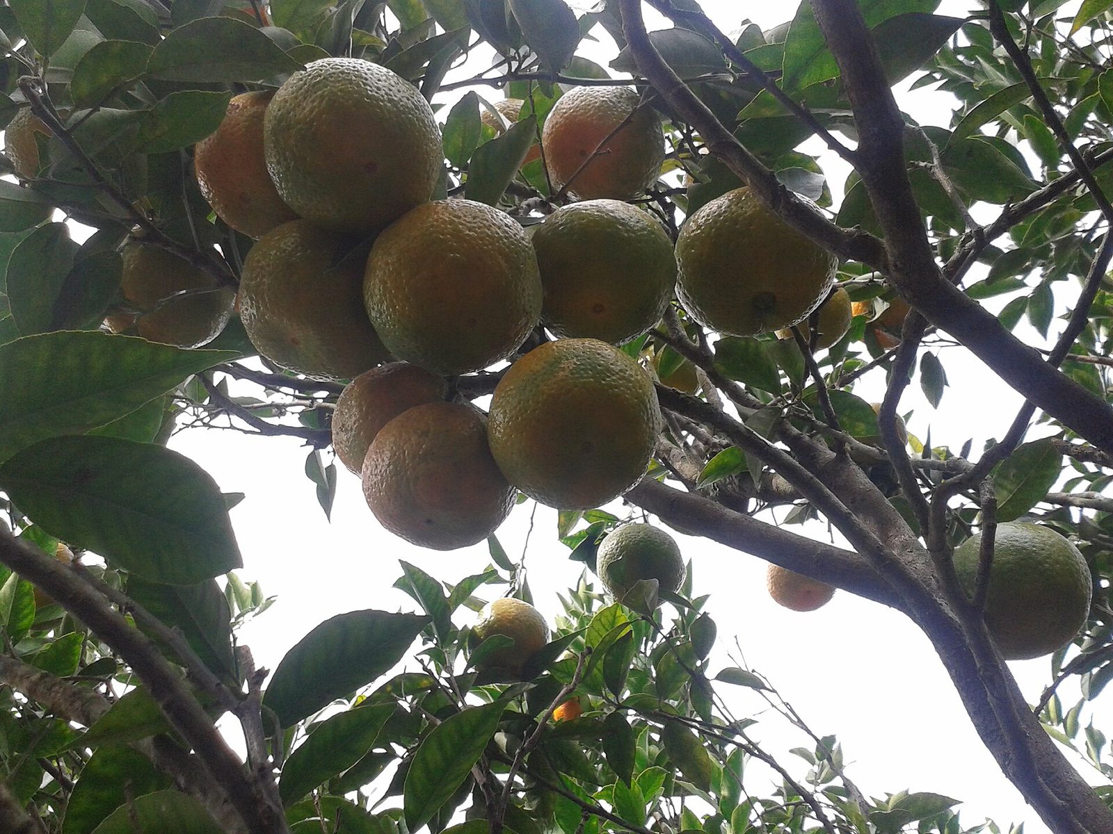 MANDARINA MEXERICA, fotografía real de referencia