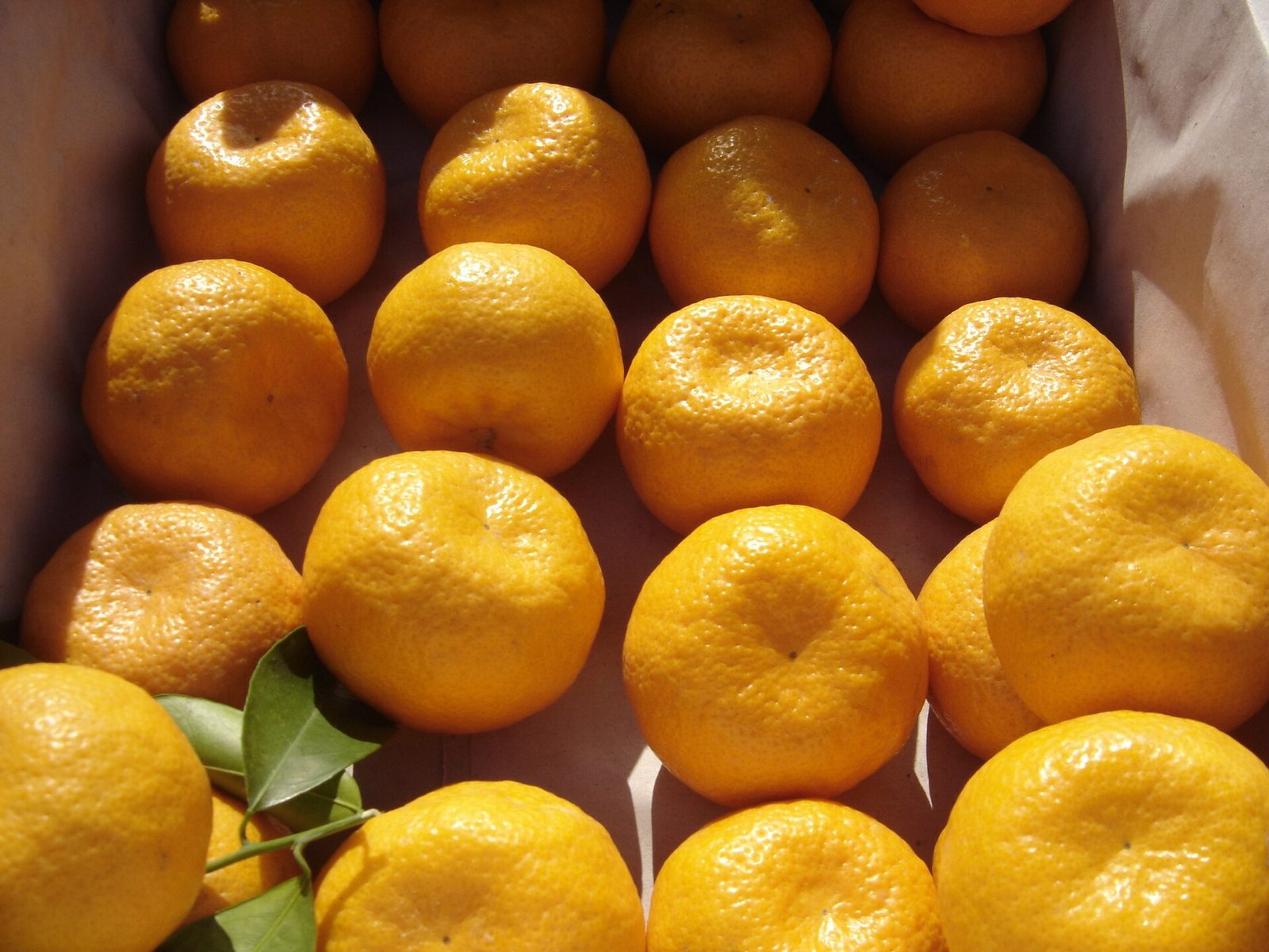 MANDARINA MONTENEGRINA, fotografía real de referencia