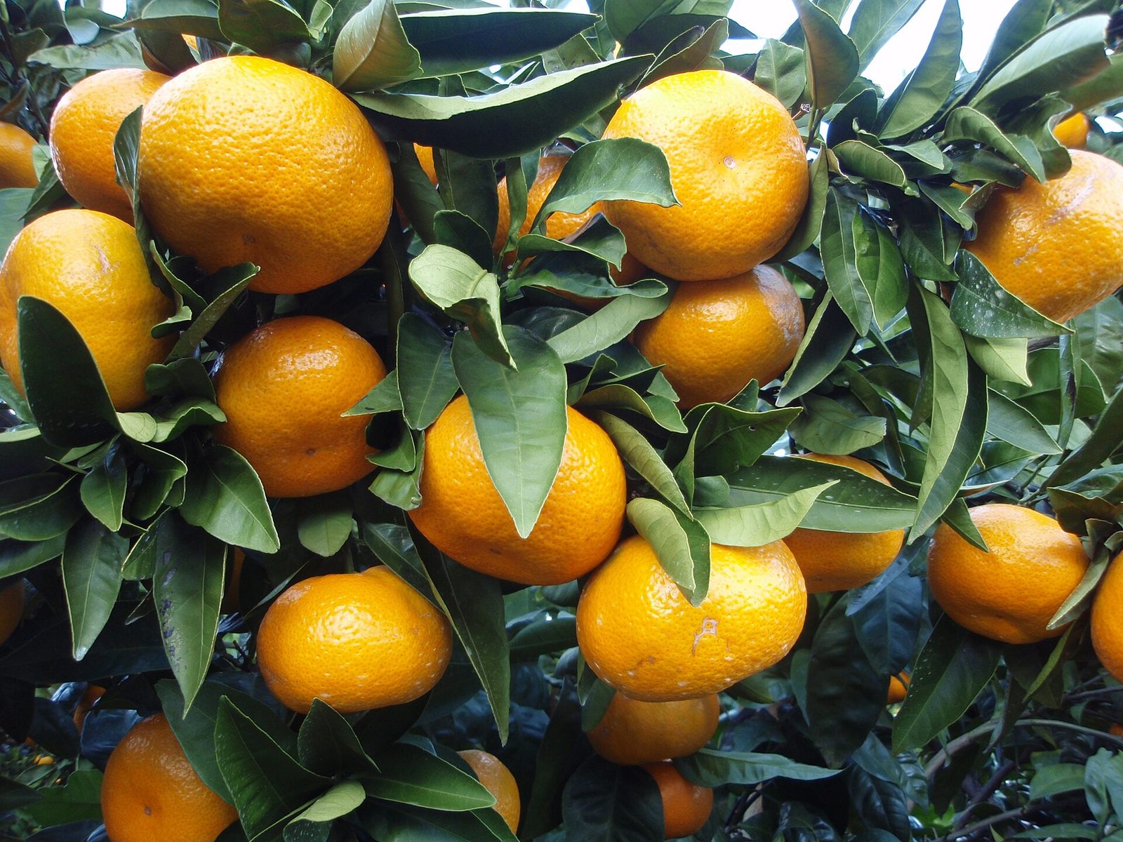 MANDARINA OKITSU, fotografía real de referencia