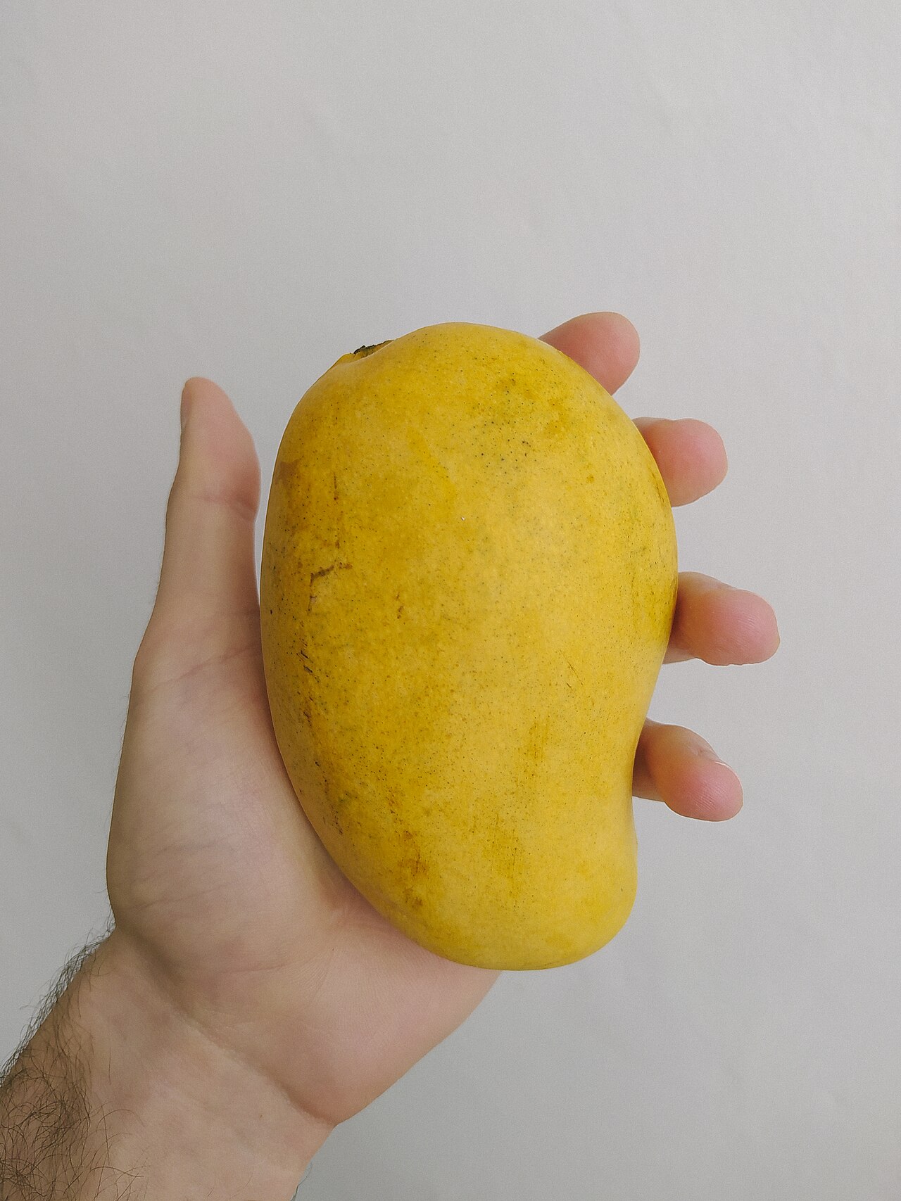 MANGO ATAULFO, fotografía real de referencia